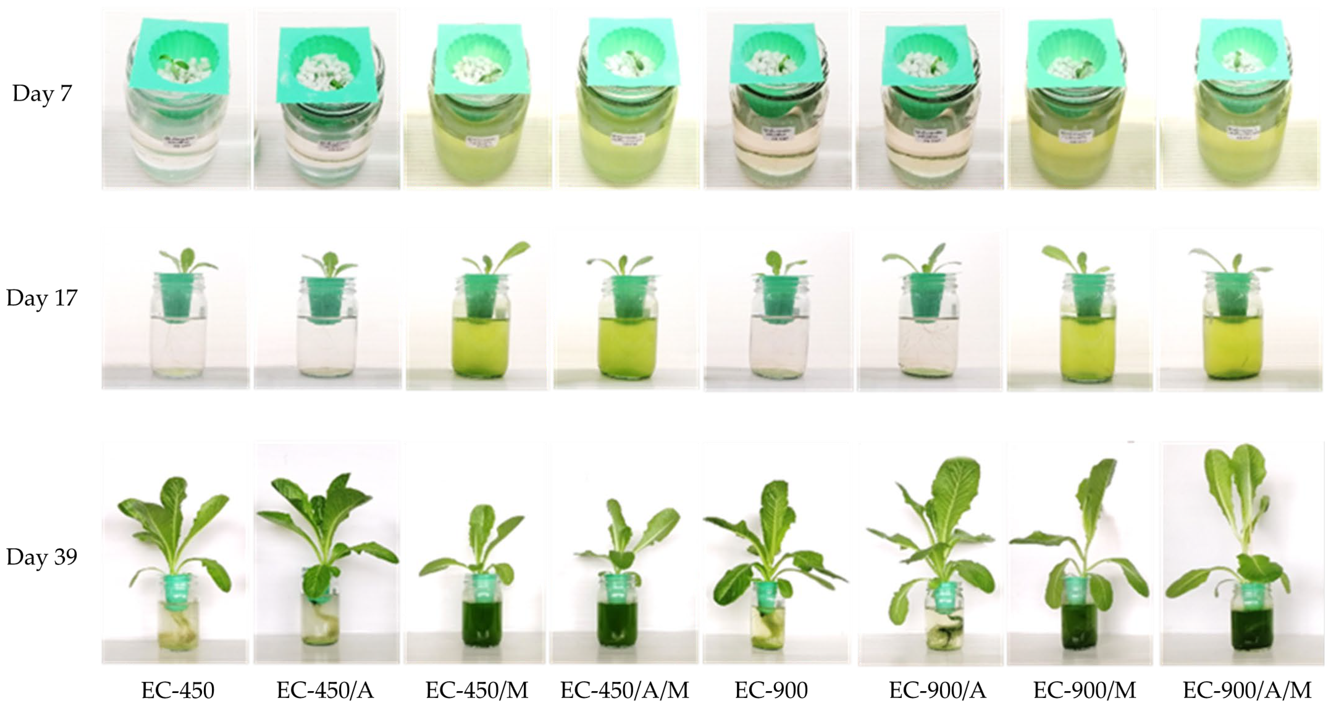 Horticulturae 10 00070 g002