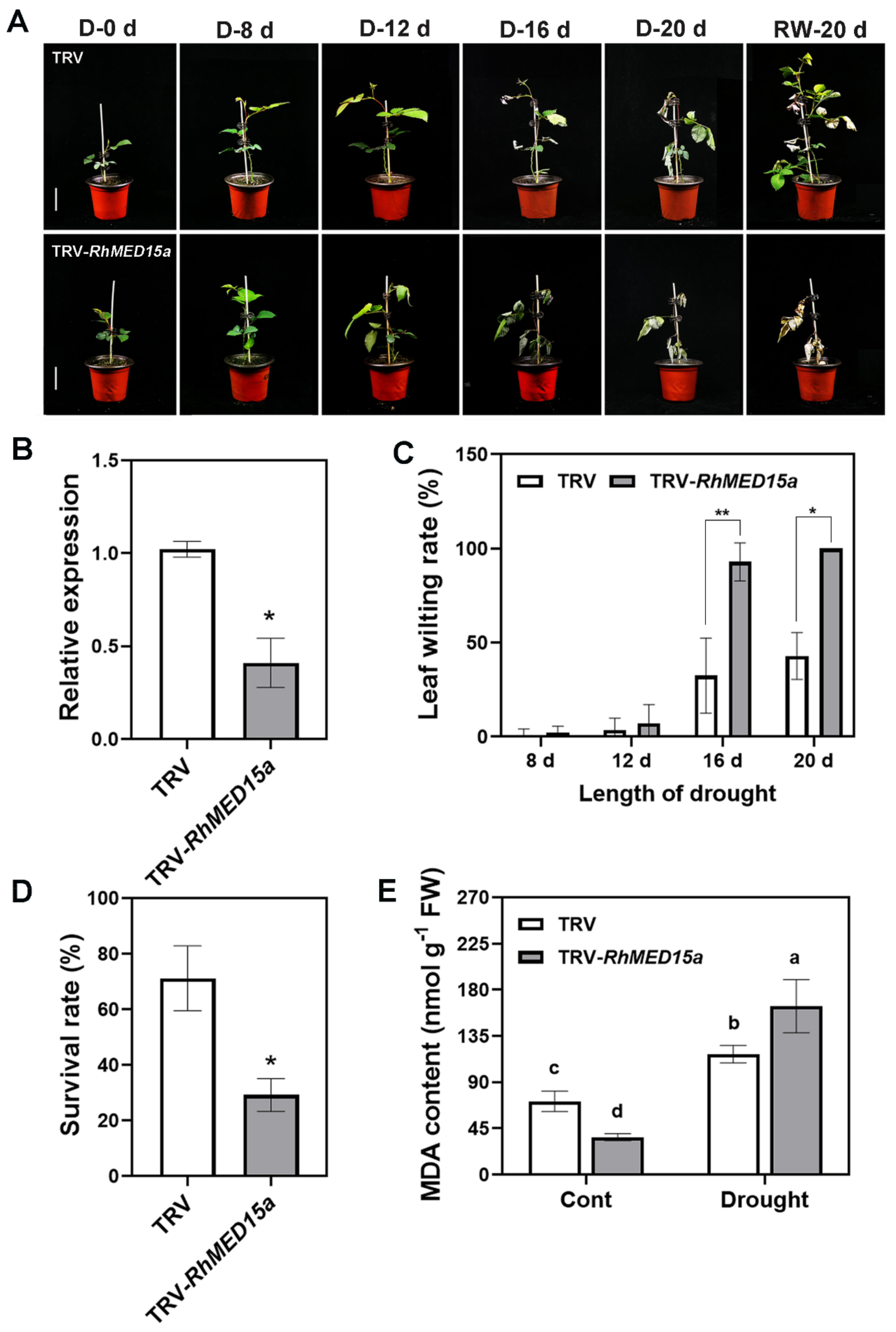 Horticulturae 10 00084 g005