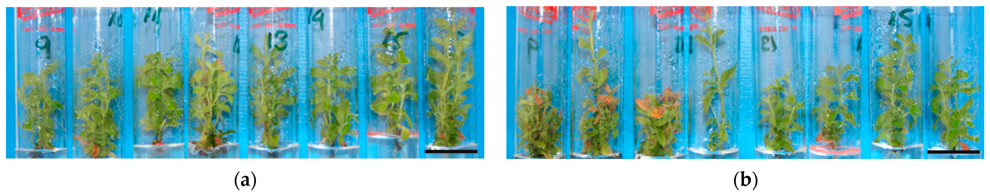 Horticulturae 10 00104 g001 Horticulturae 10 00104 g001