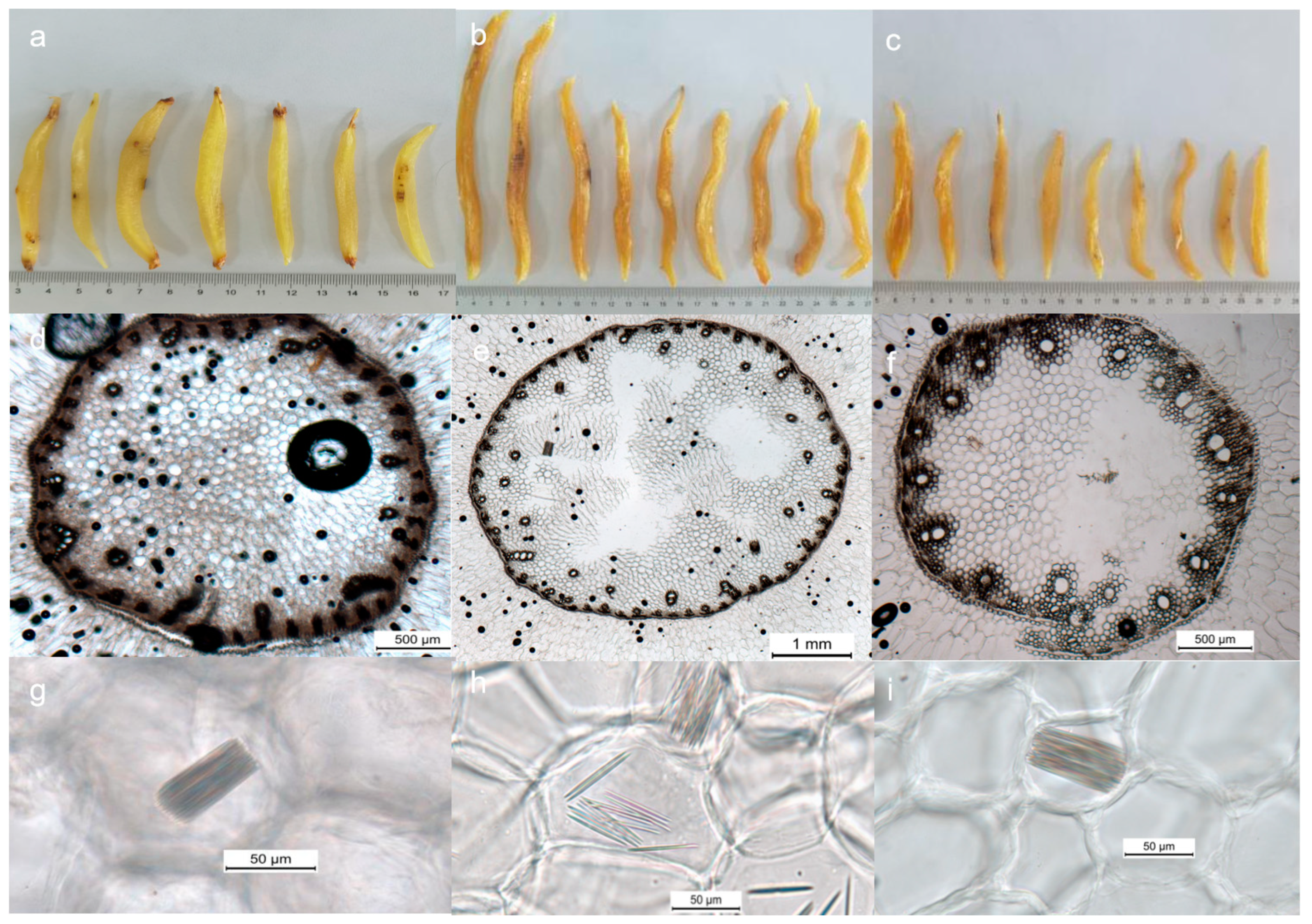 Horticulturae 10 00121 g002