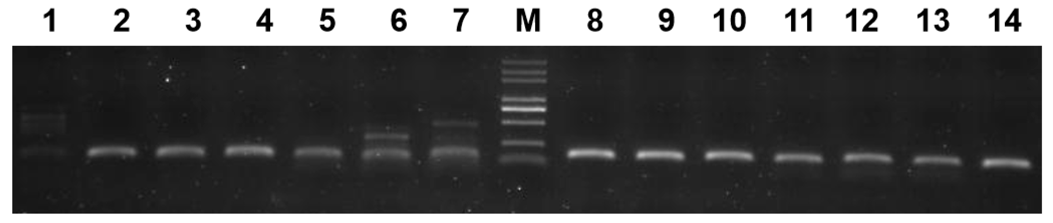 Horticulturae 10 00121 g004