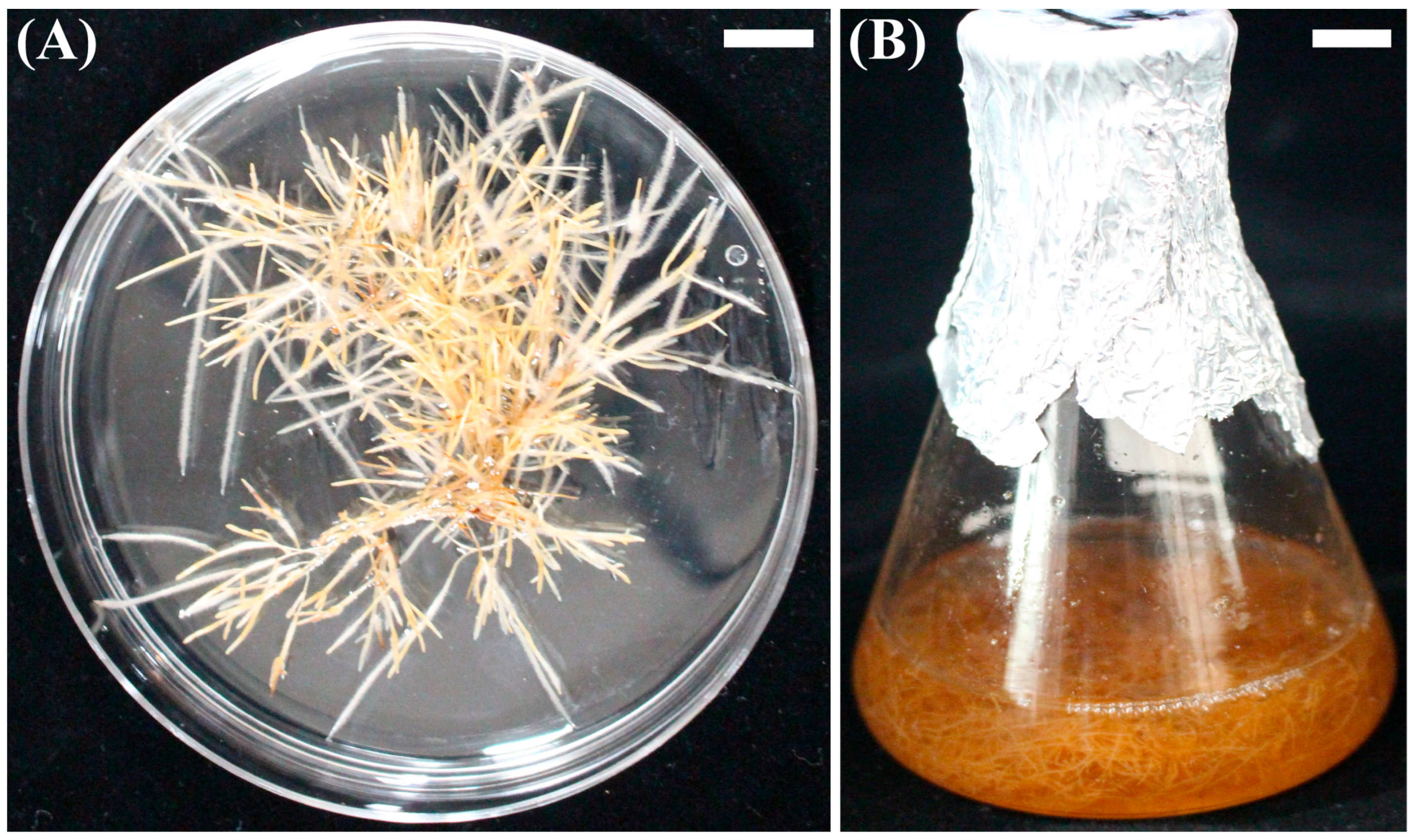 Horticulturae 10 00160 g001