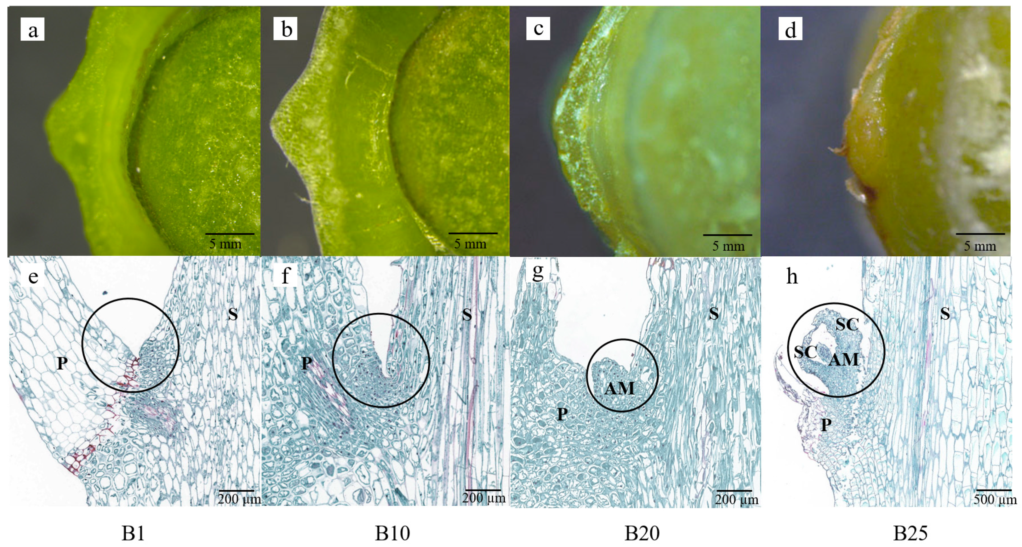 Horticulturae 10 00171 g001