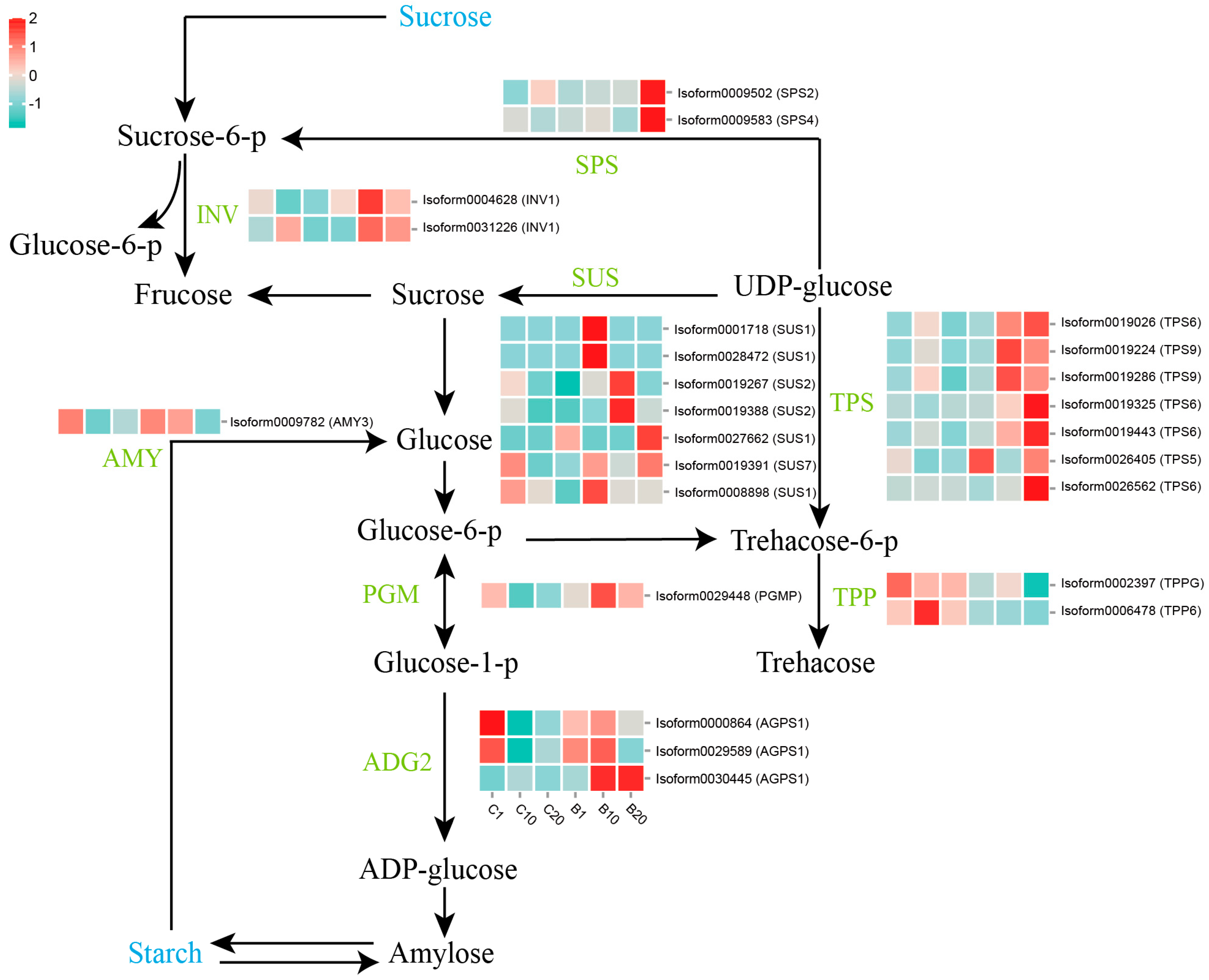 Horticulturae 10 00171 g003