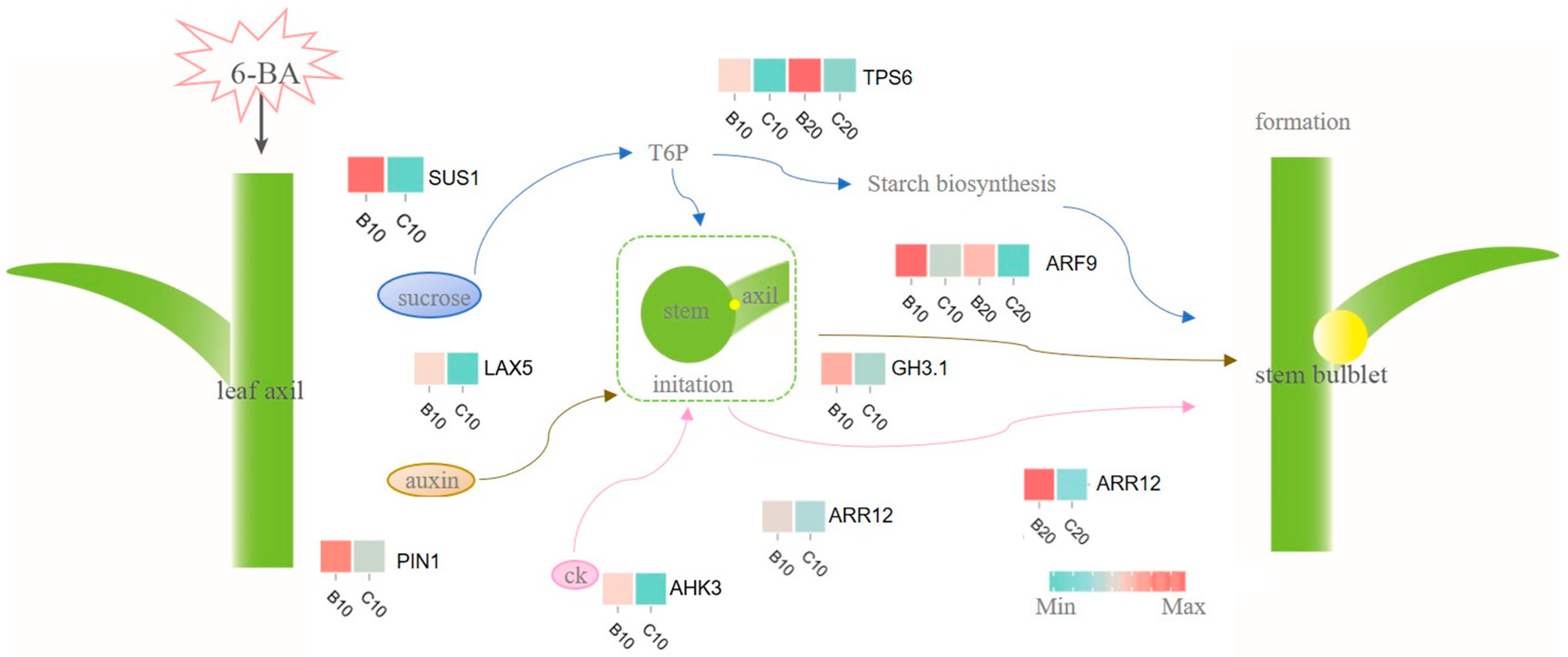 Horticulturae 10 00171 g006