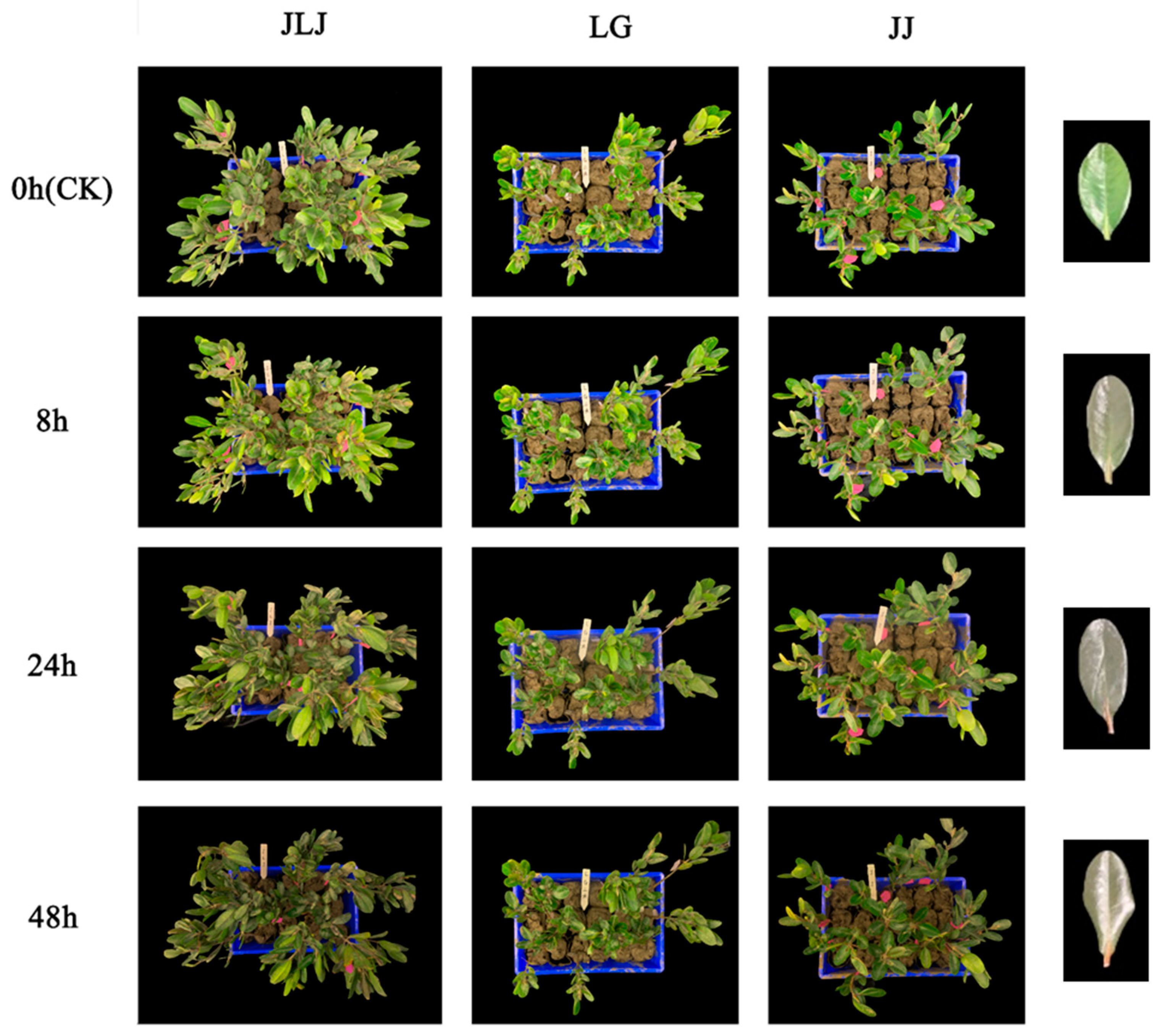 Horticulturae 10 00182 g001