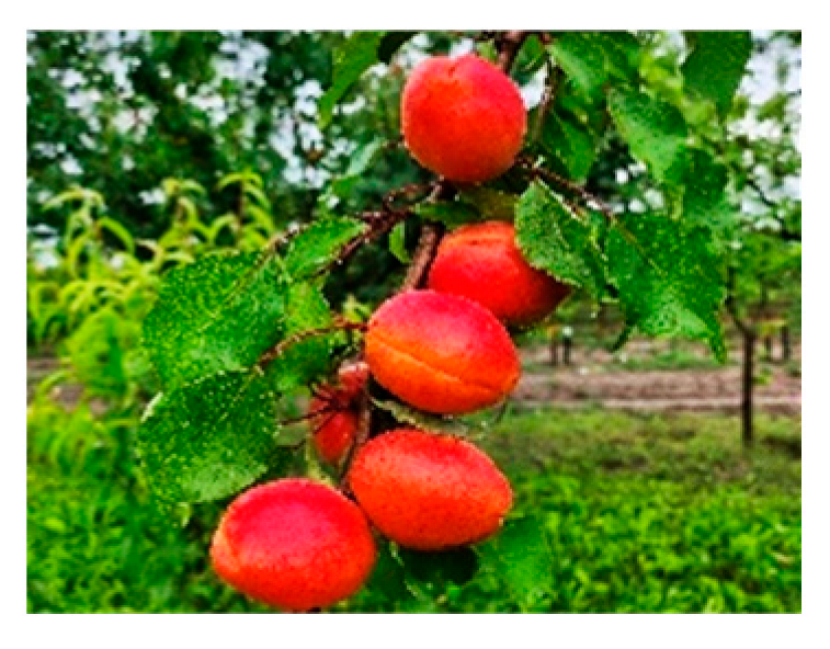 Horticulturae 10 00205 i002 Horticulturae 10 00205 i002