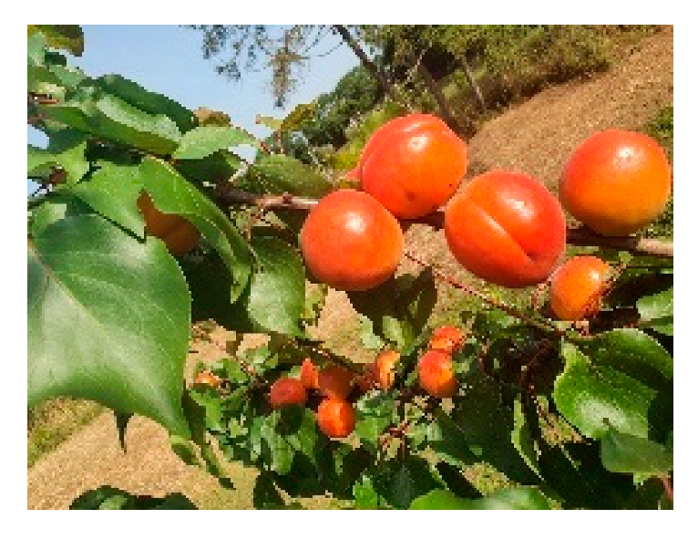 Horticulturae 10 00205 i004 Horticulturae 10 00205 i004