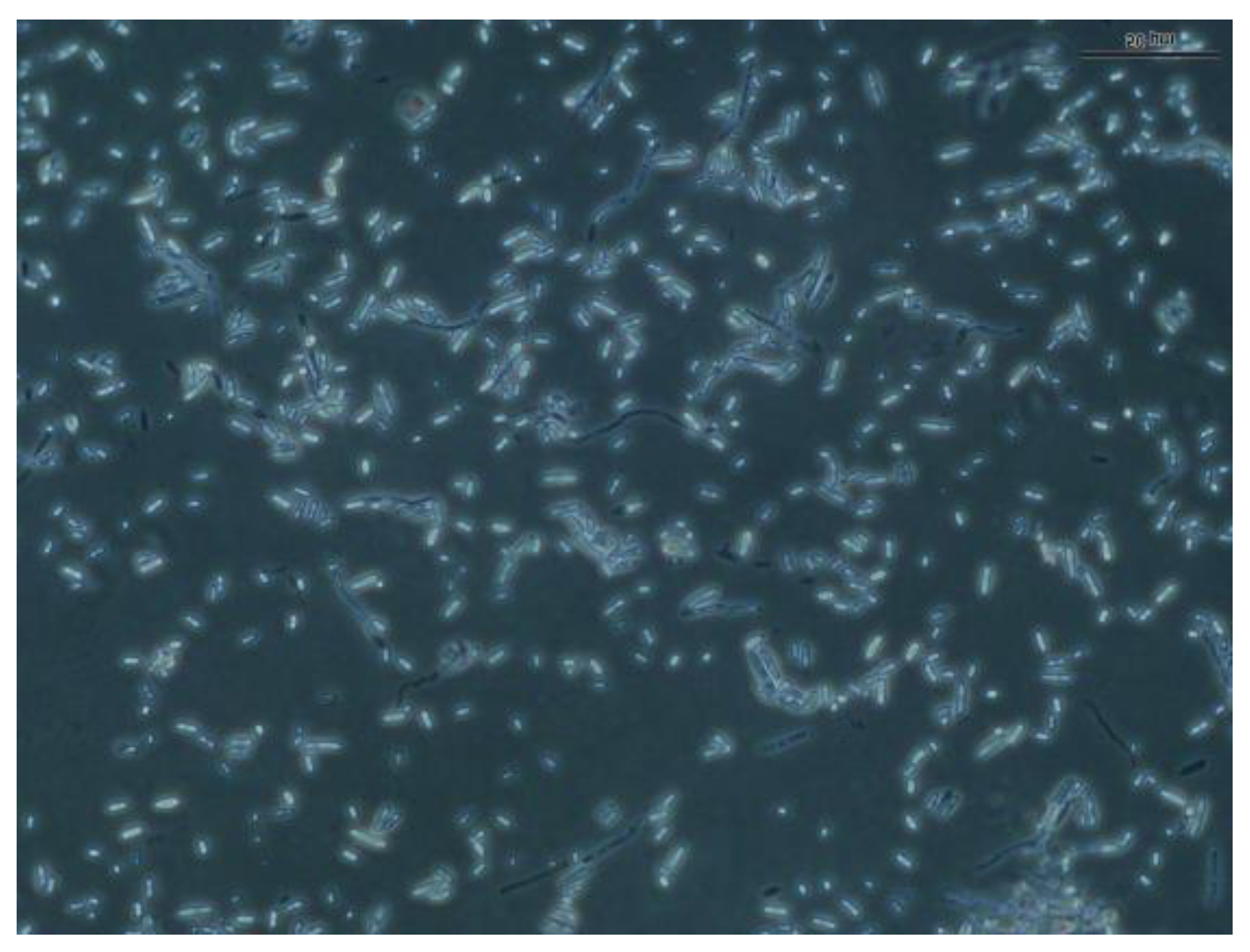 Horticulturae 10 00221 g001