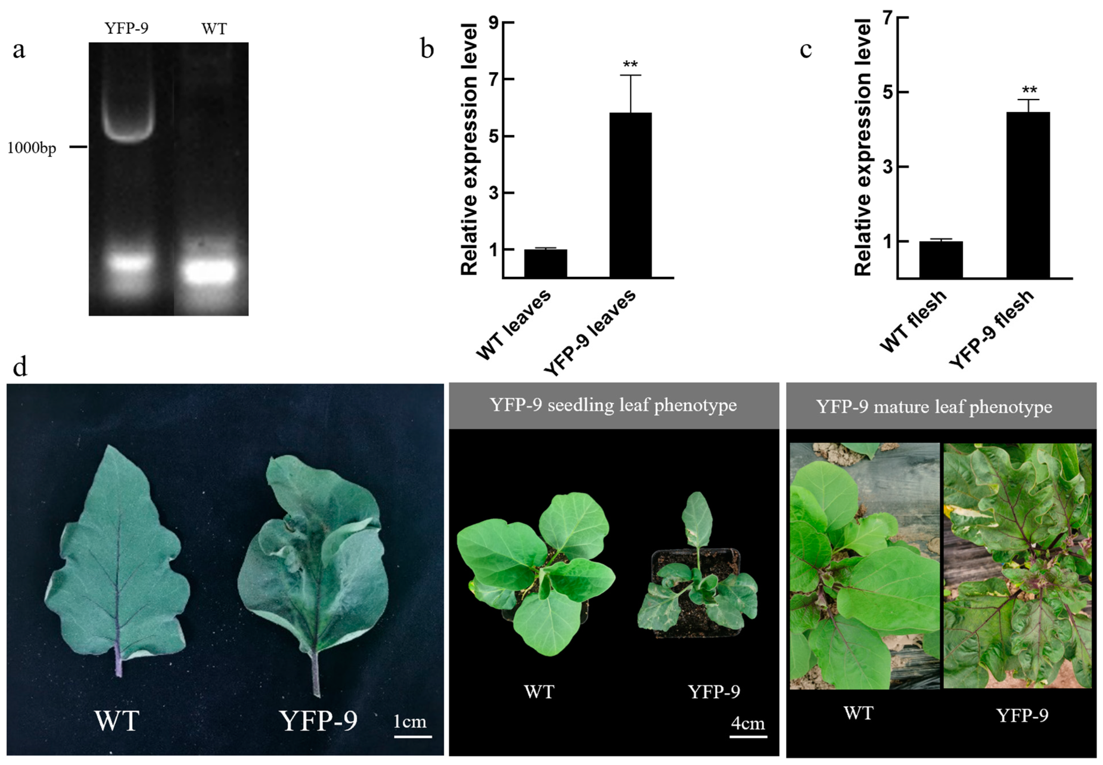 Horticulturae 10 00239 g005
