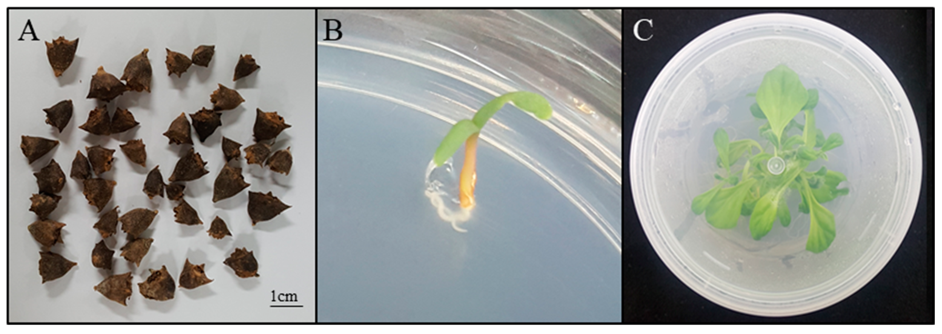 Horticulturae 10 00244 g001