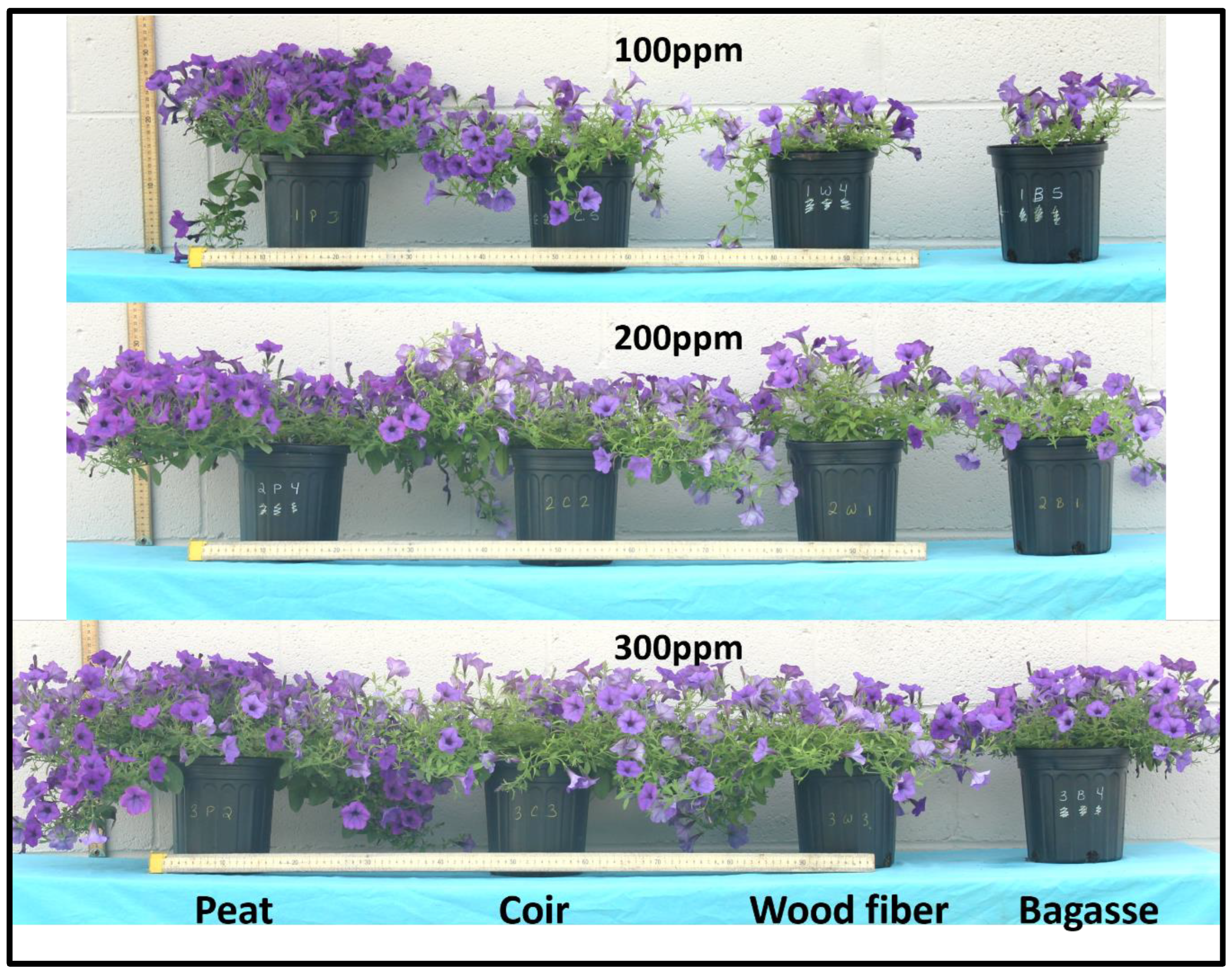 Horticulturae 10 00279 g001