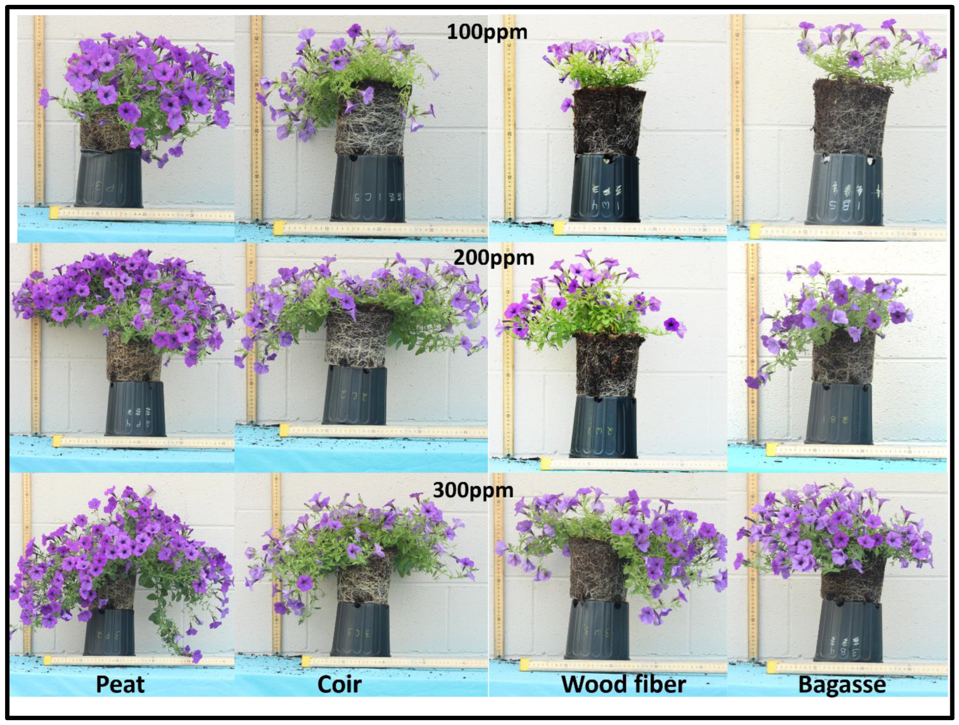 Horticulturae 10 00279 g002