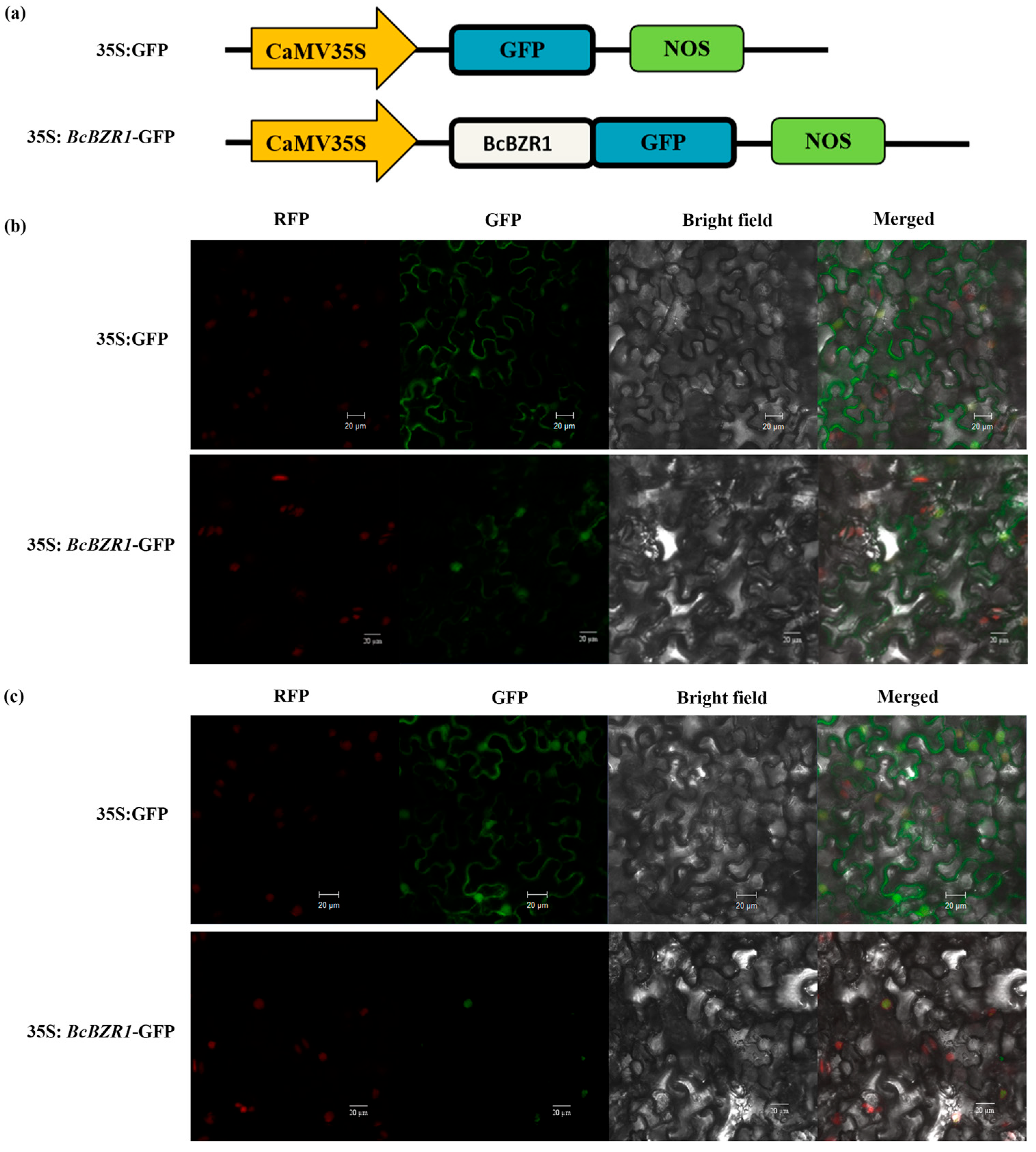 Horticulturae 10 00324 g003