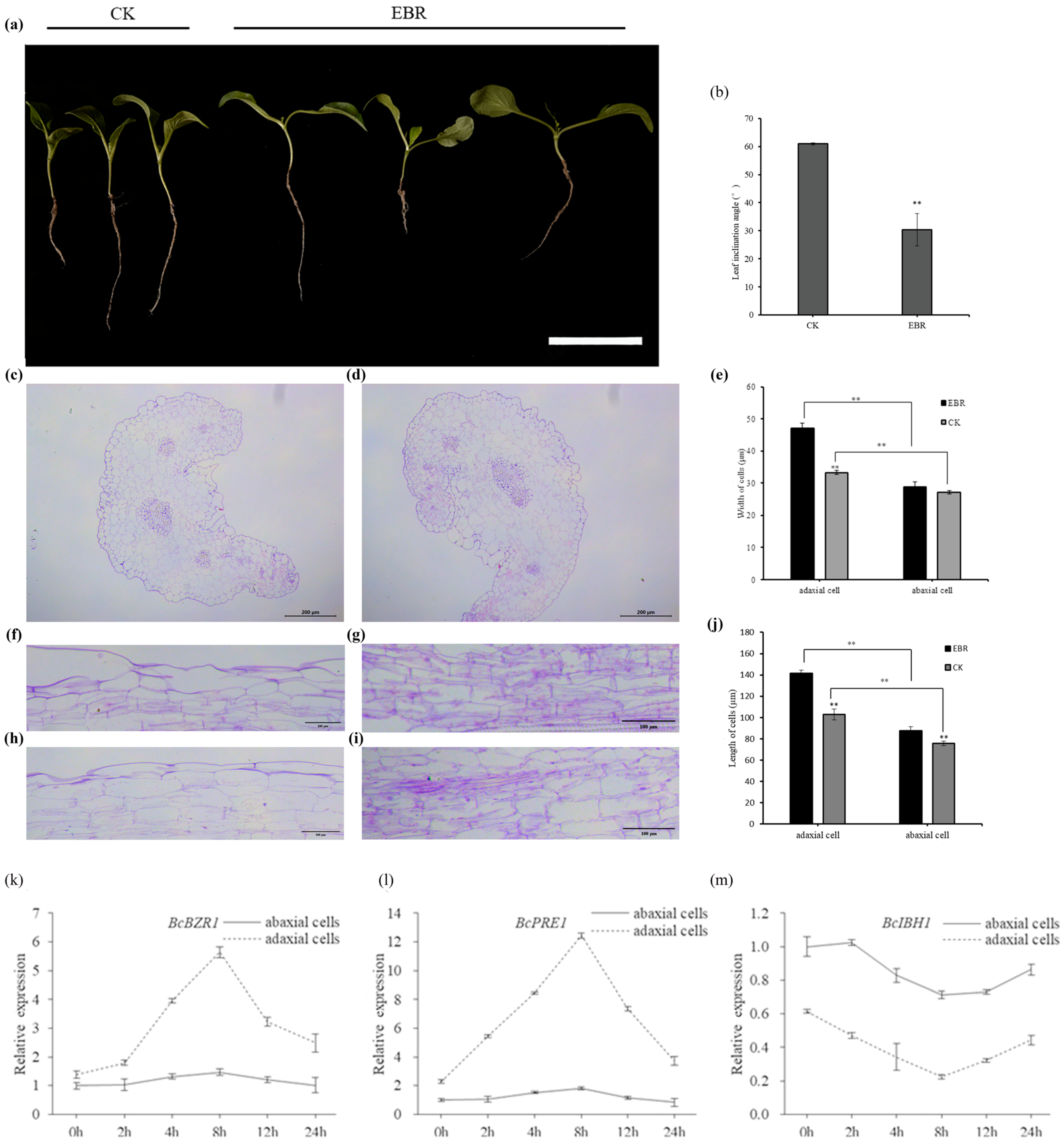 Horticulturae 10 00324 g005