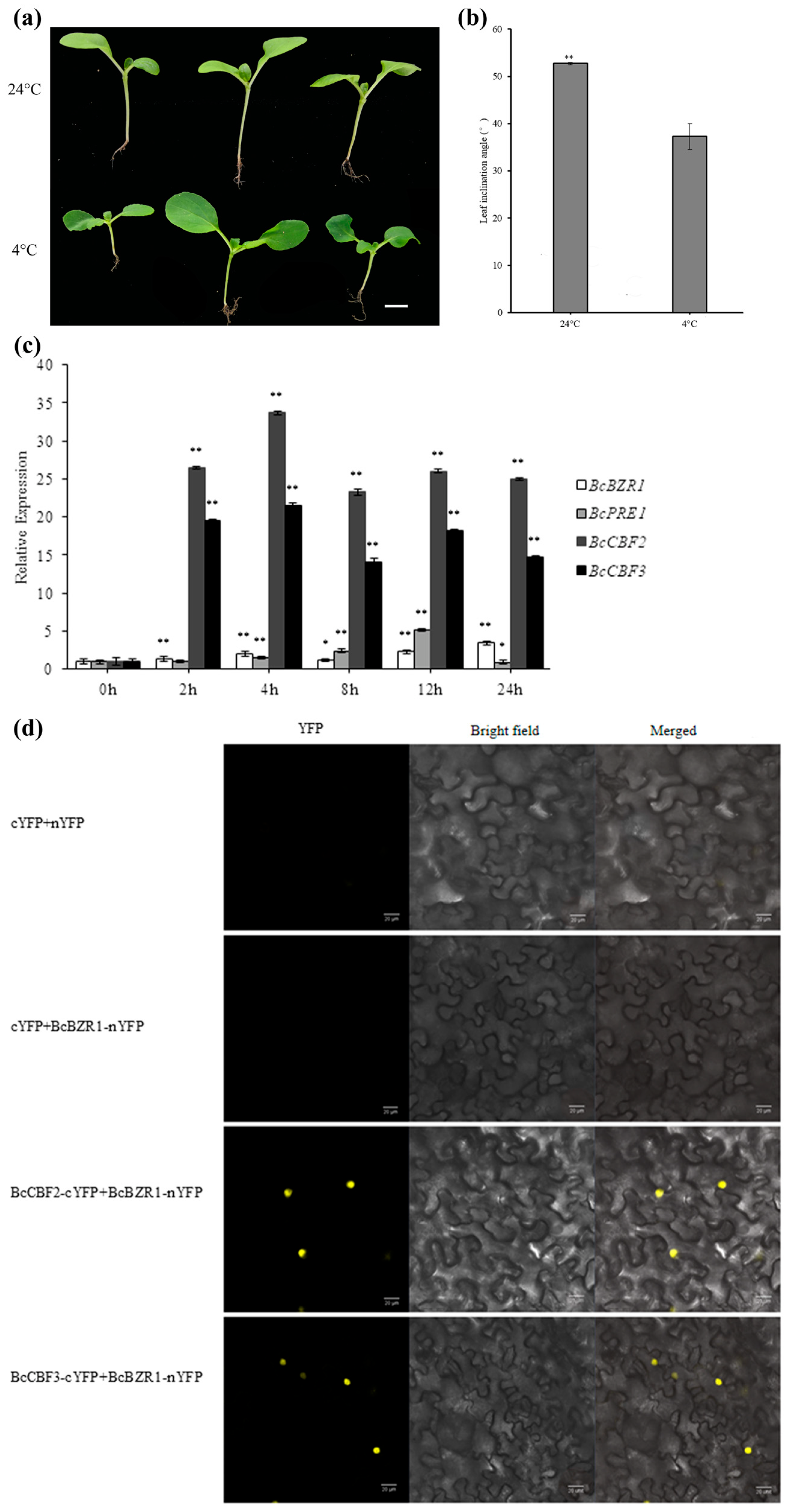 Horticulturae 10 00324 g006