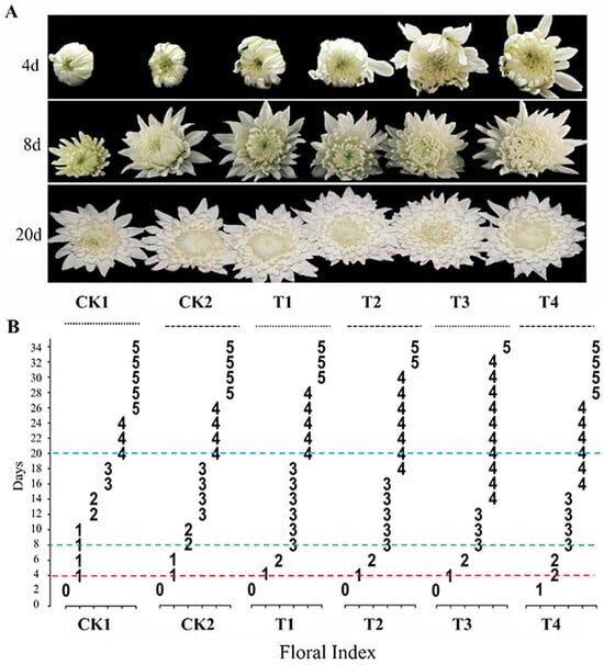 Horticulturae | Free Full-Text | Multi-Walled Carbon Nanotubes Improve ...