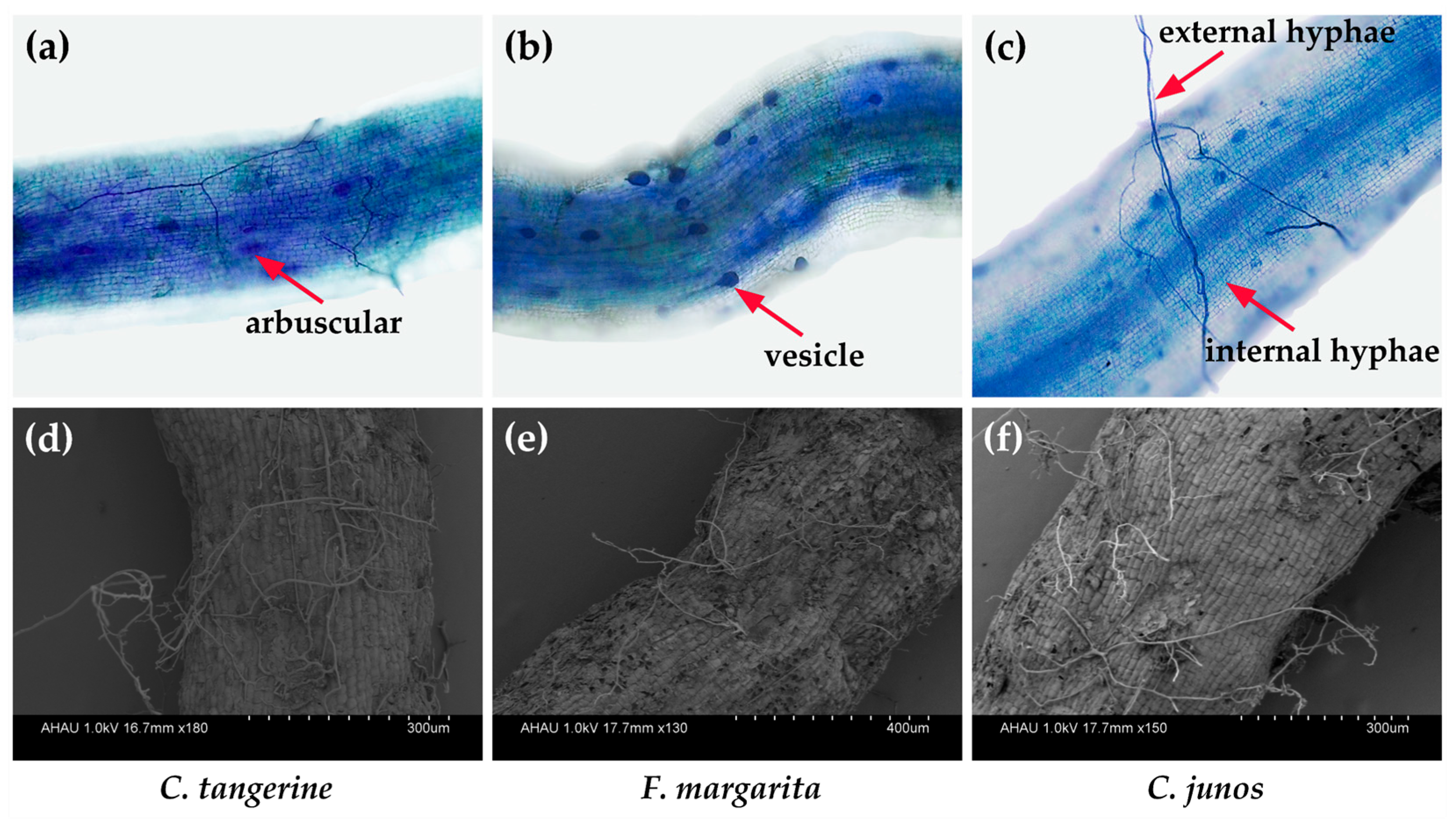 Horticulturae 10 00339 g001 Horticulturae 10 00339 g001