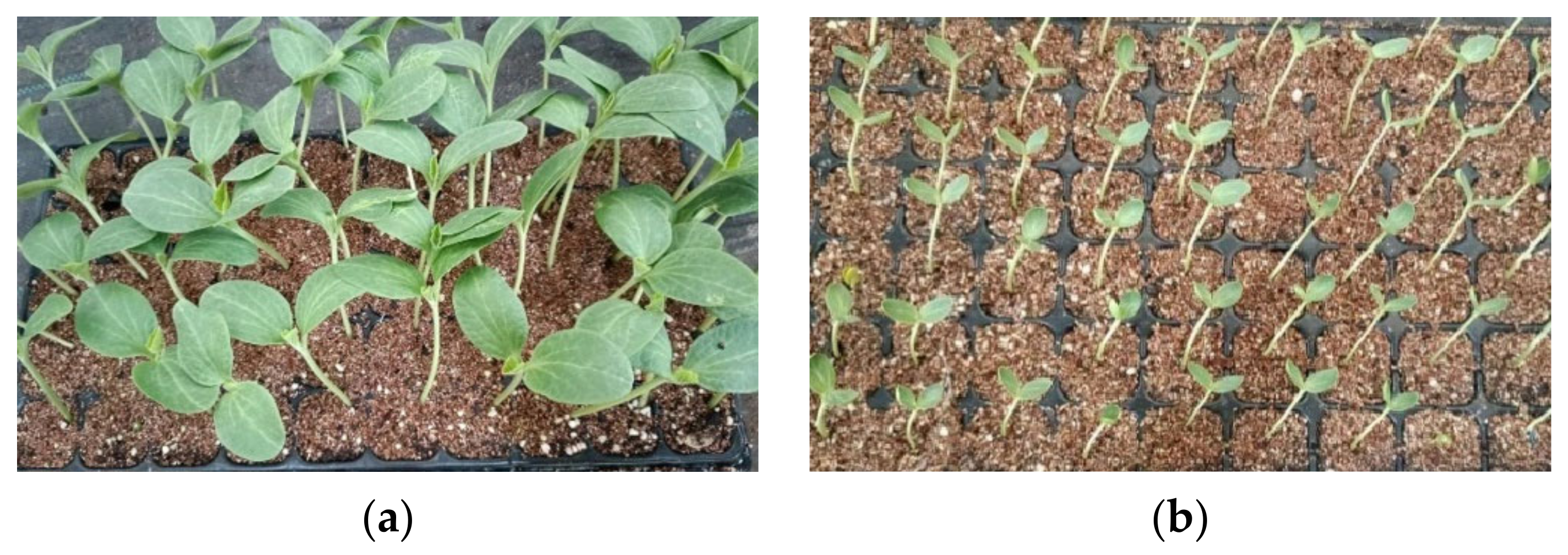 Horticulturae 10 00365 g014