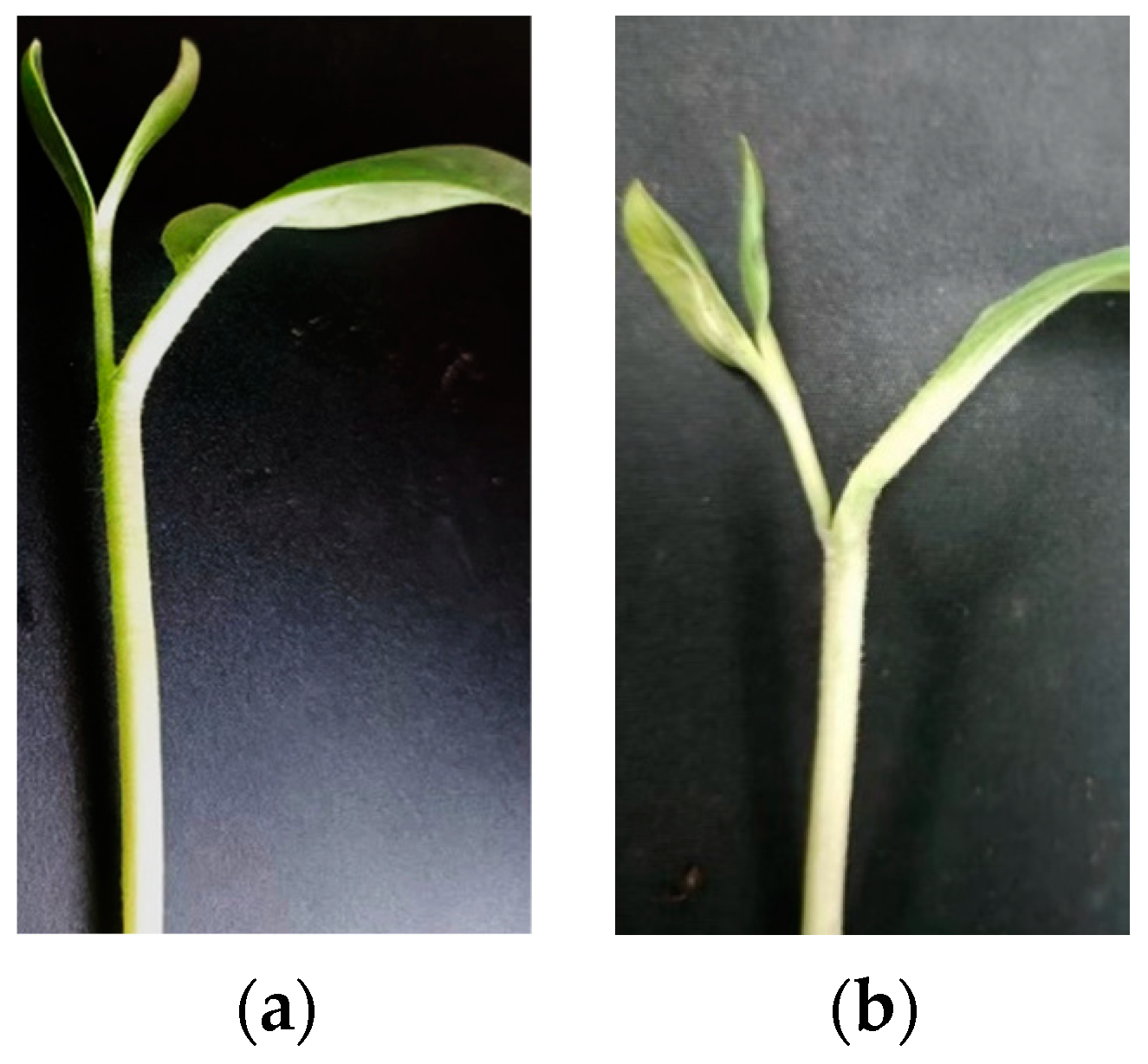 Horticulturae 10 00365 g0a6