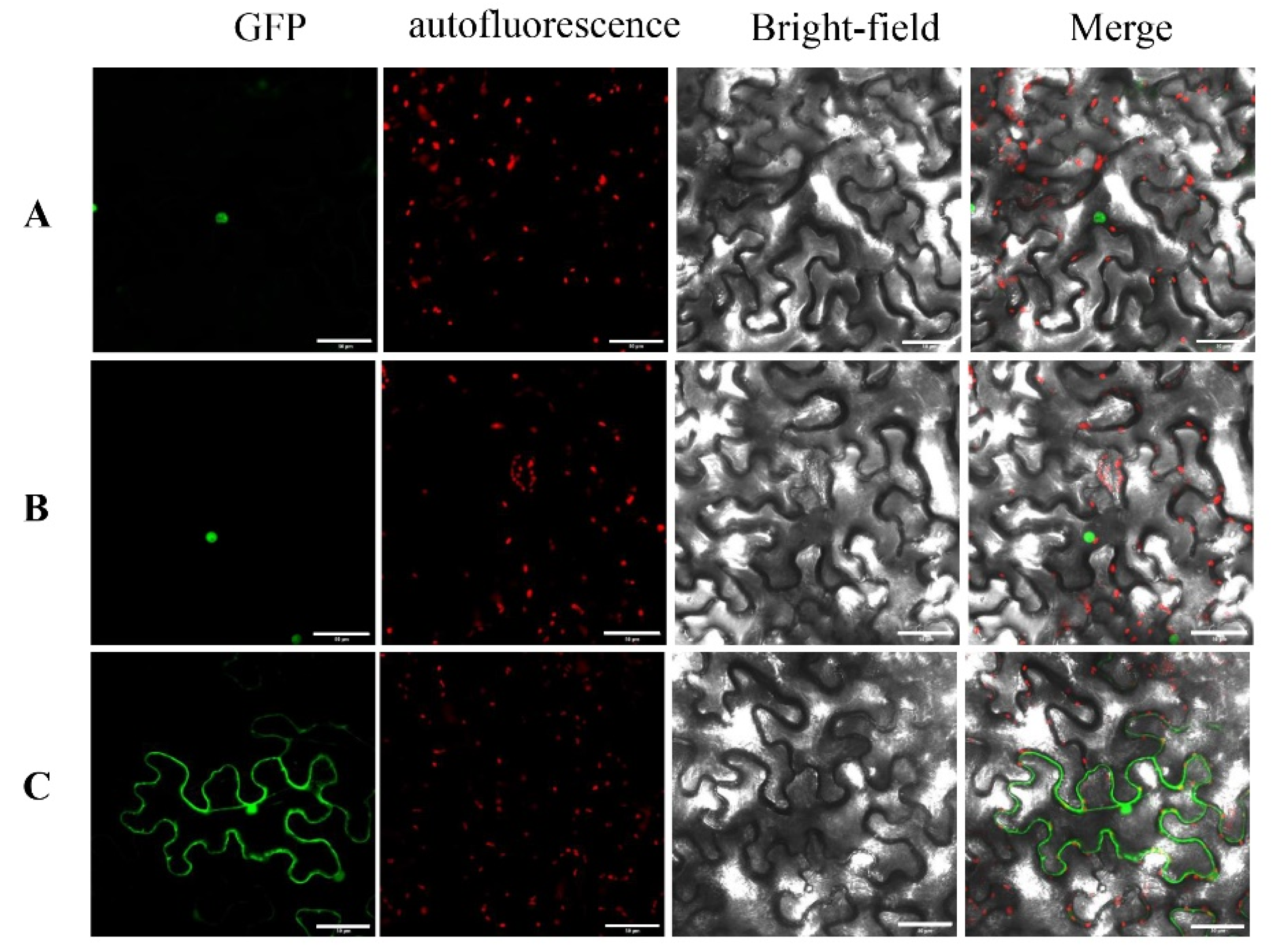 Horticulturae 10 00370 g010