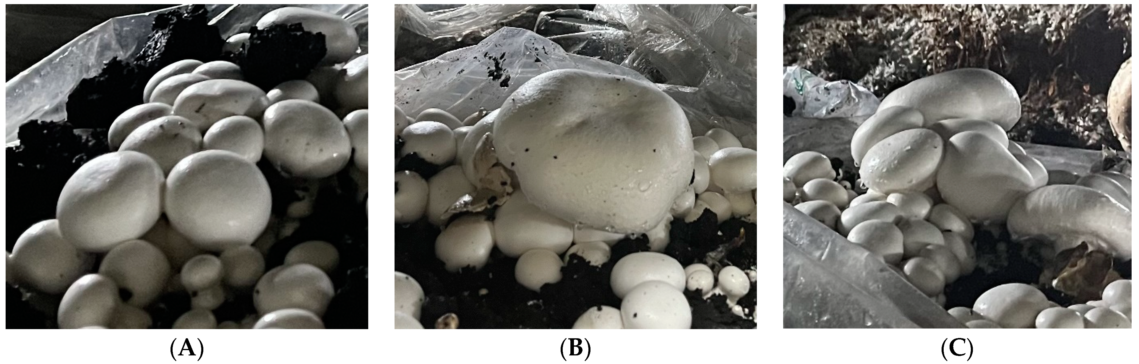 Horticulturae 10 00378 g001