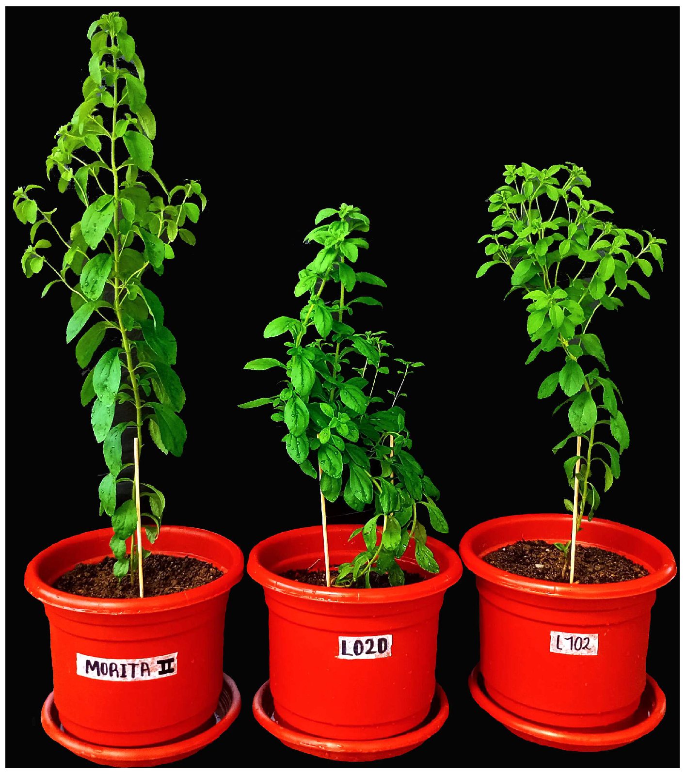 Horticulturae 10 00404 g001