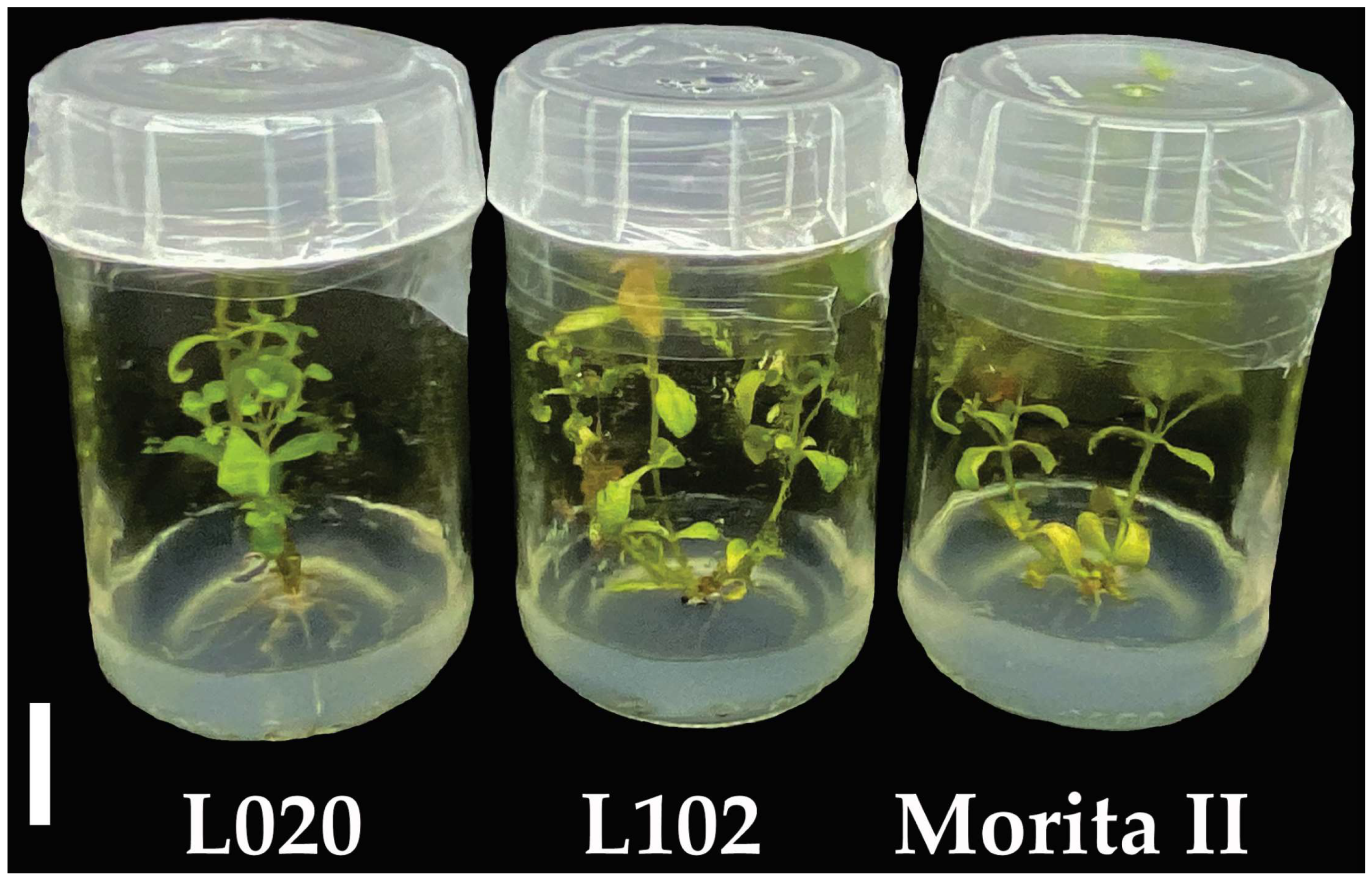 Horticulturae 10 00404 g003