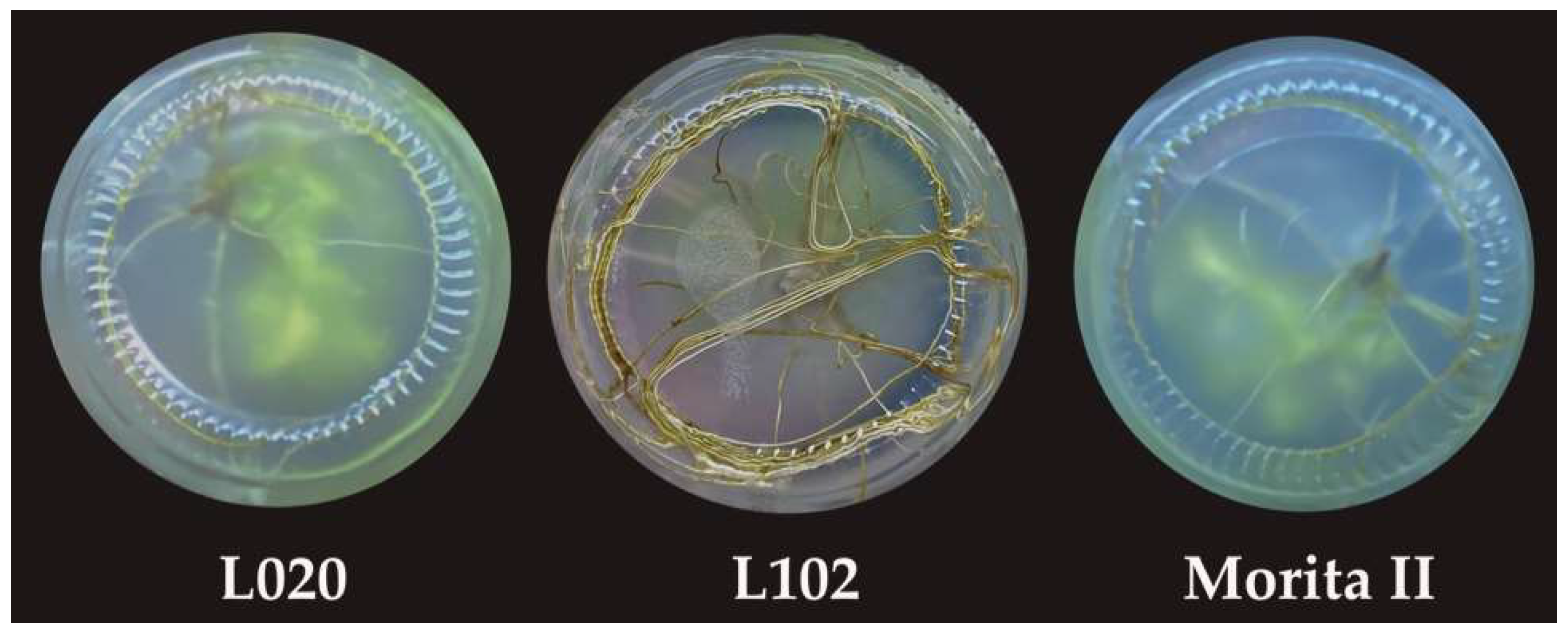 Horticulturae 10 00404 g005