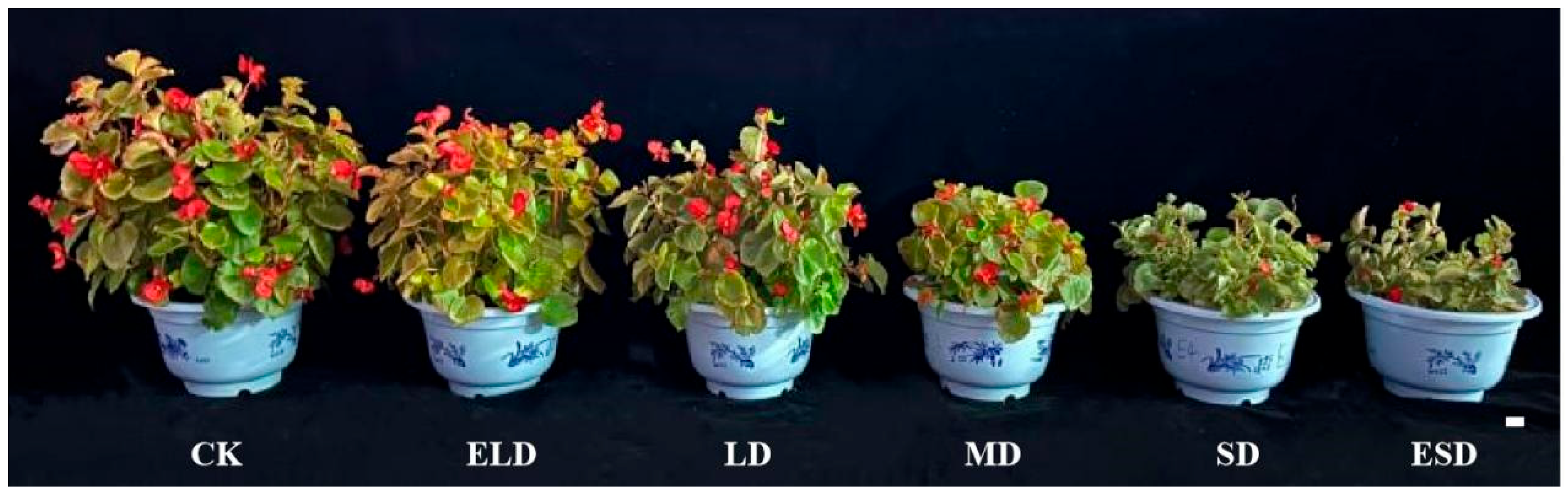 Horticulturae 10 00405 g001