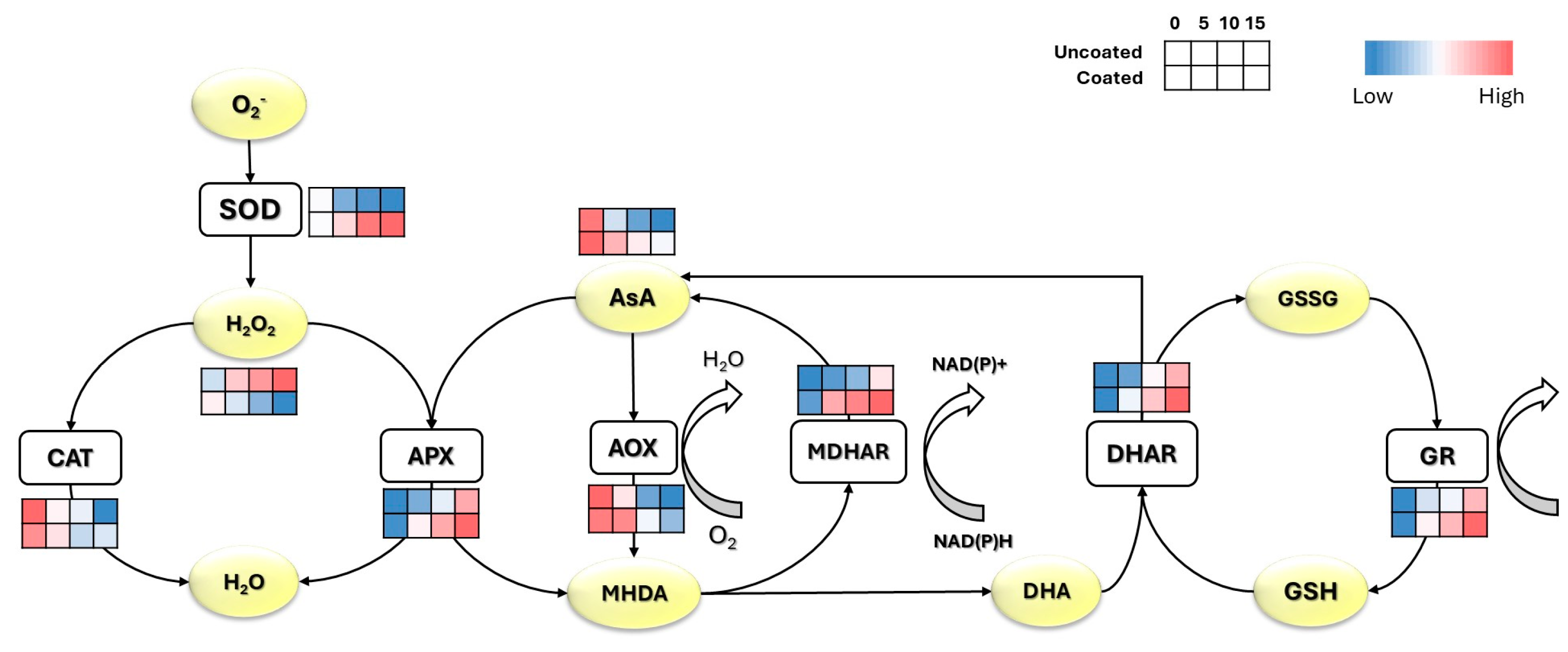 Horticulturae 10 00465 g004