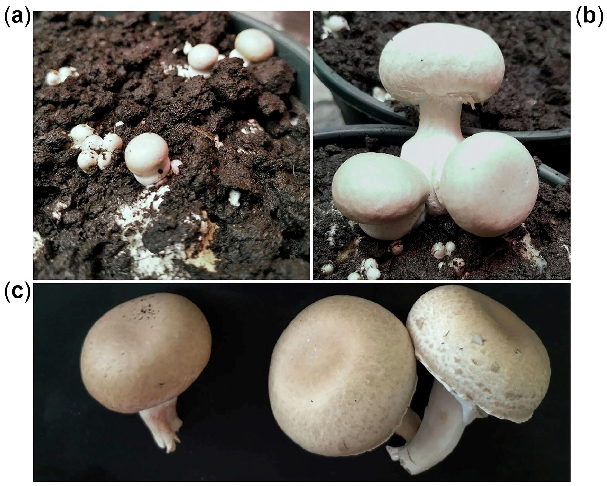 Horticulturae 10 00469 g001 Horticulturae 10 00469 g001