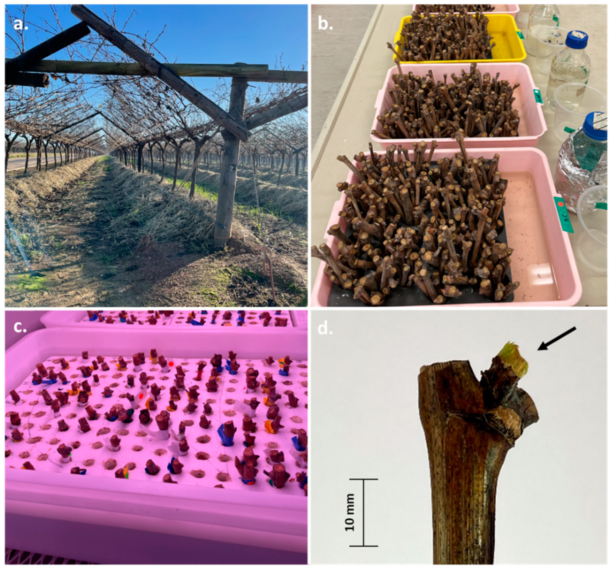 Horticulturae 10 00471 g001 Horticulturae 10 00471 g001