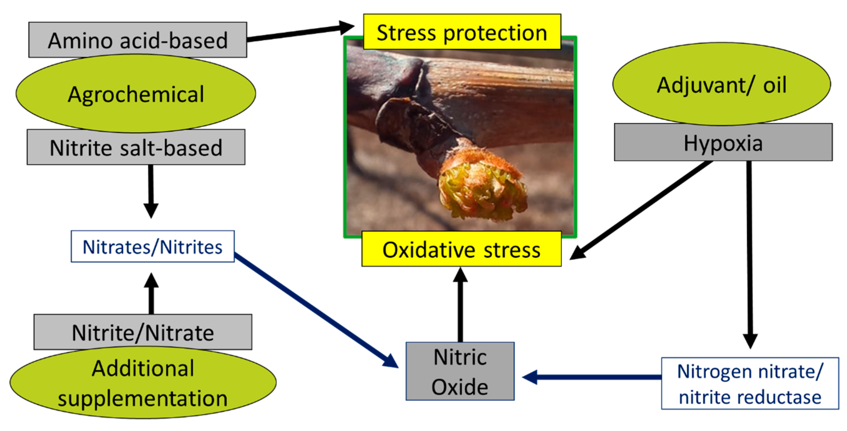 Horticulturae 10 00471 g006 Horticulturae 10 00471 g006