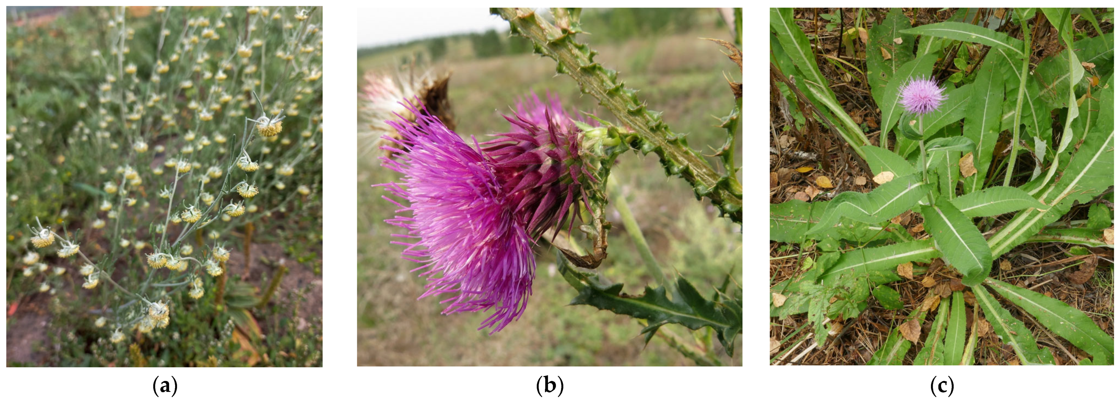 Horticulturae 10 00486 g001a