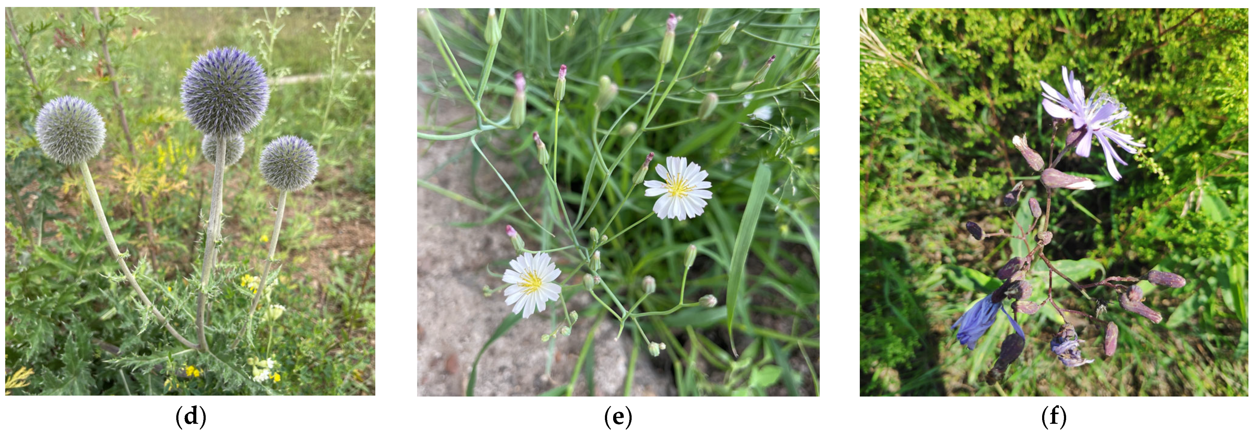 Horticulturae 10 00486 g001b