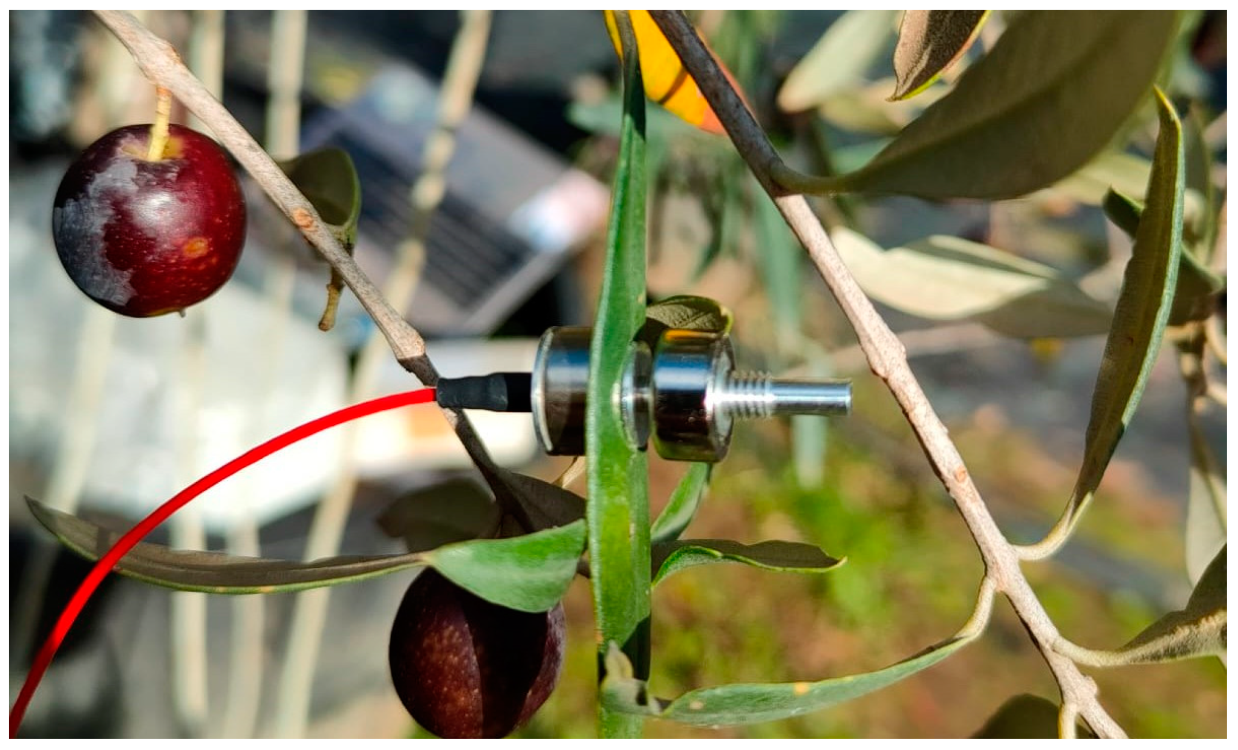 Horticulturae | Free Full-Text | Continuous Plant-Based and Remote Sensing  for Determination of Fruit Tree Water Status