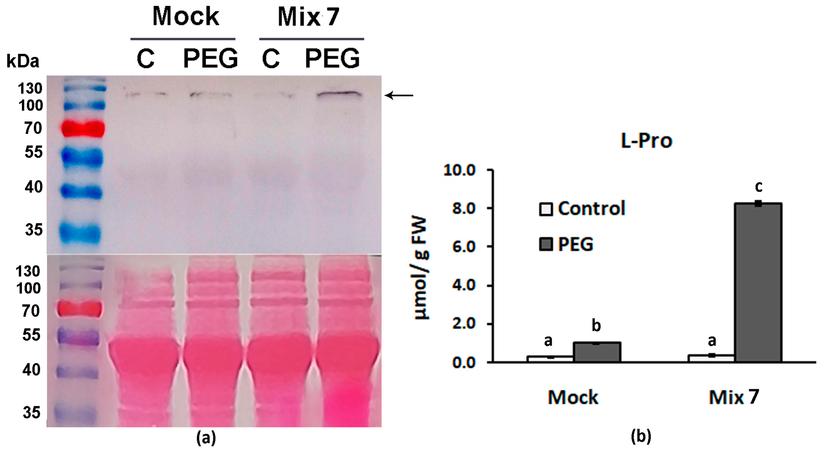 Horticulturae 10 00544 g004
