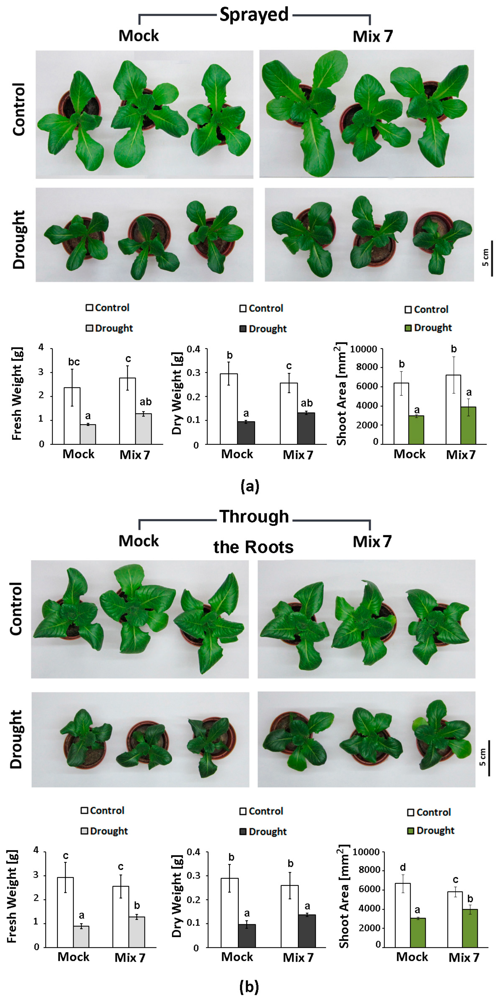 Horticulturae 10 00544 g006