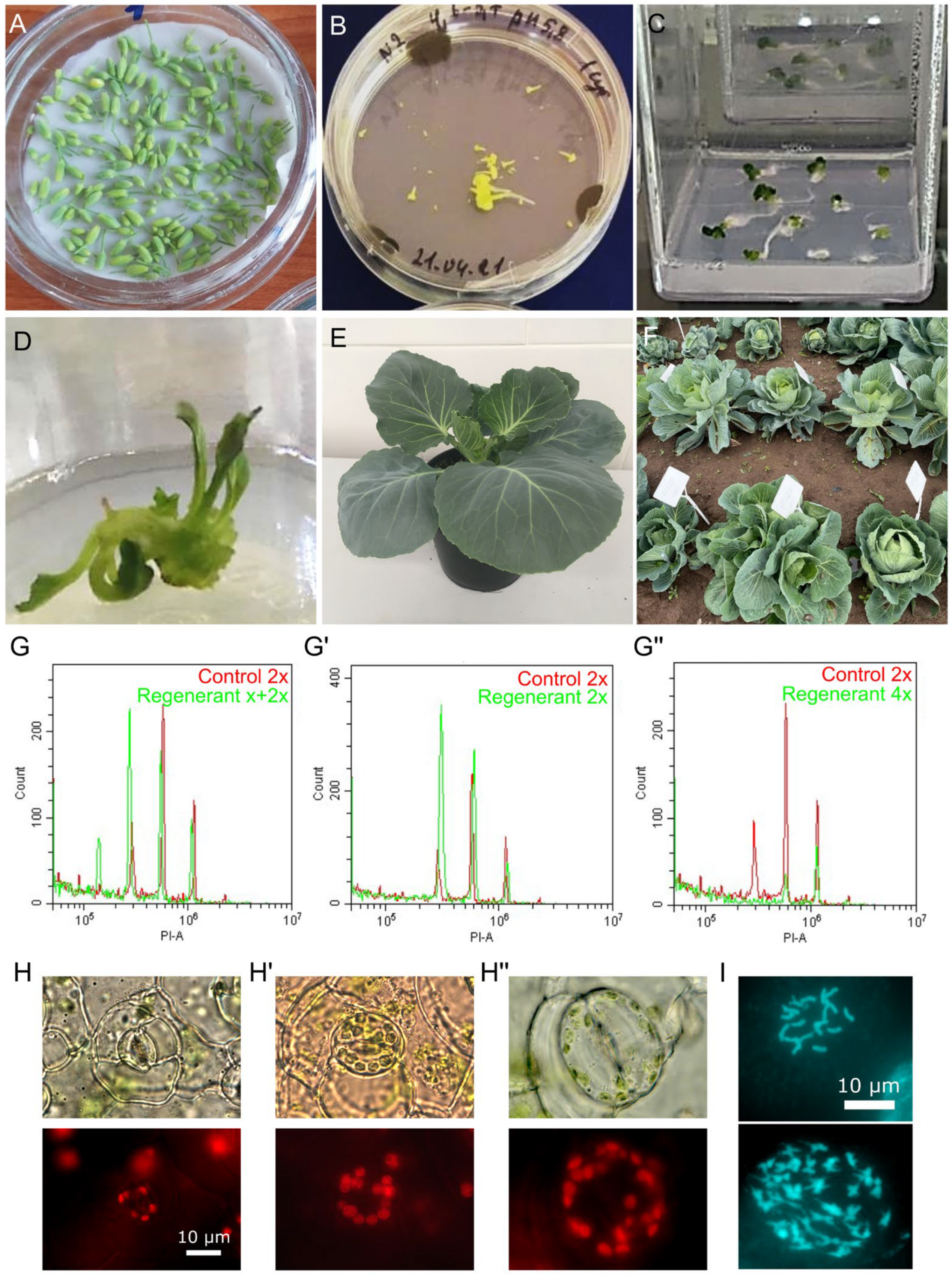 Horticulturae 10 00551 g001