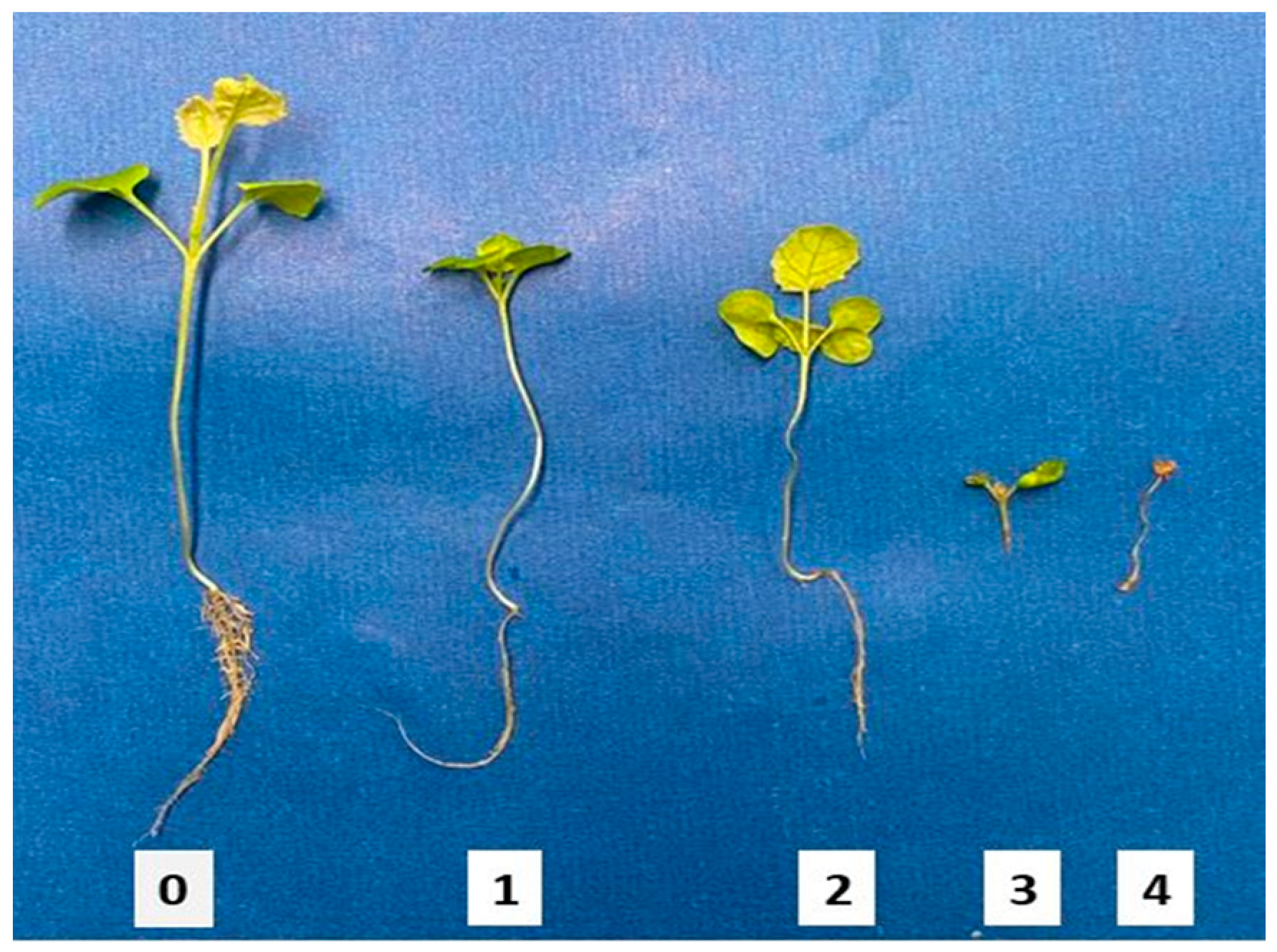Horticulturae 10 00554 g001