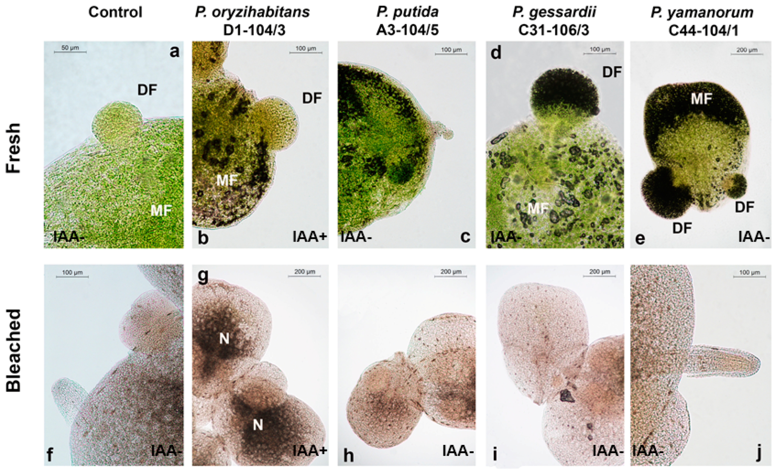 Horticulturae 10 00562 g001