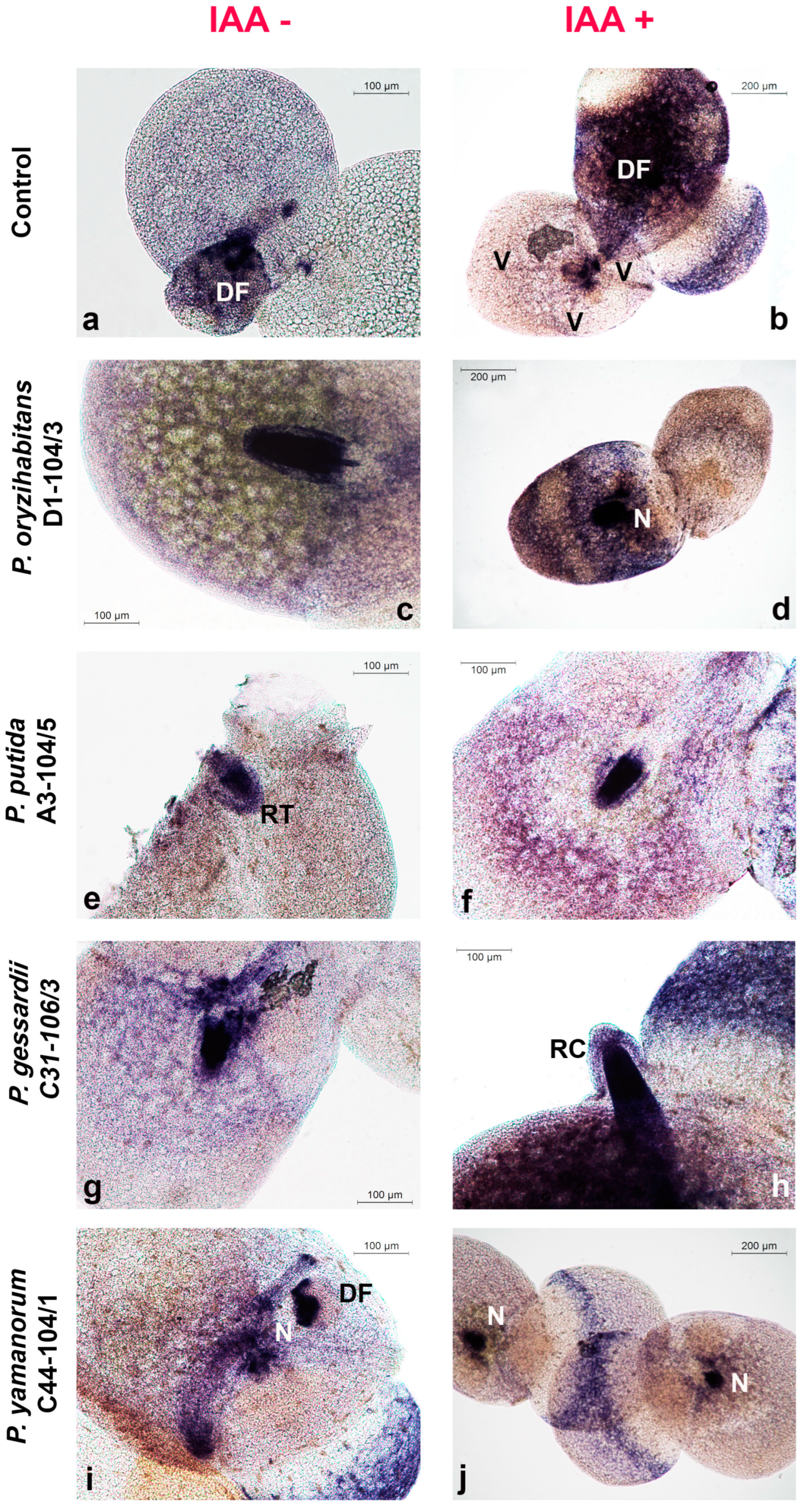 Horticulturae 10 00562 g004
