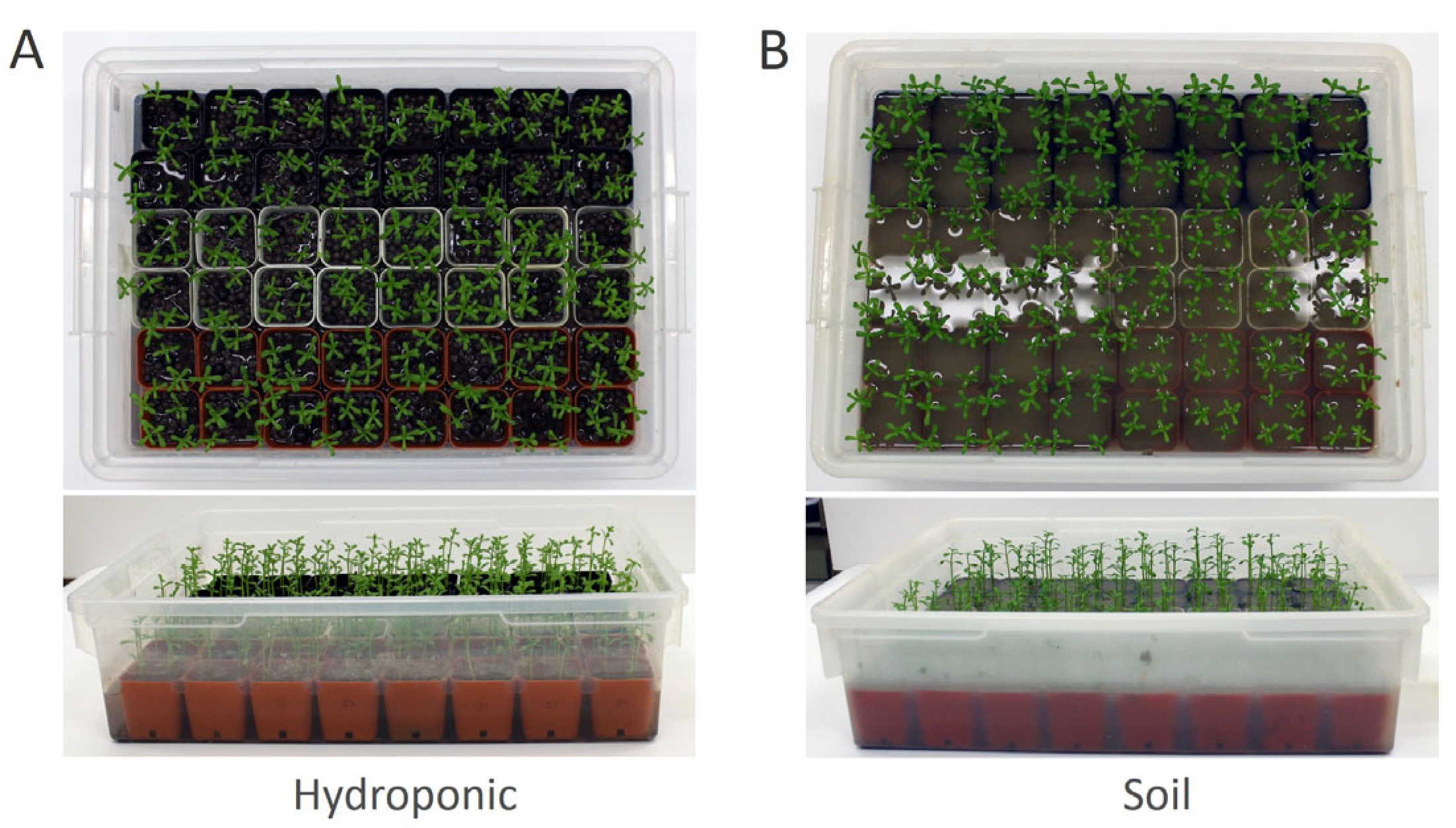Horticulturae 10 00574 g001
