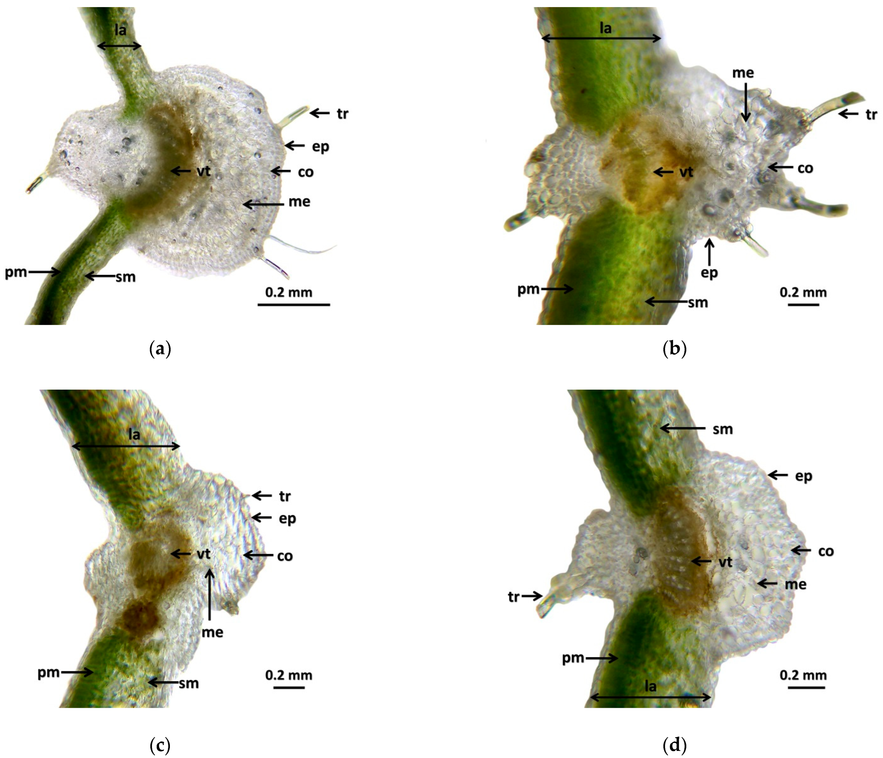Horticulturae 10 00582 g002