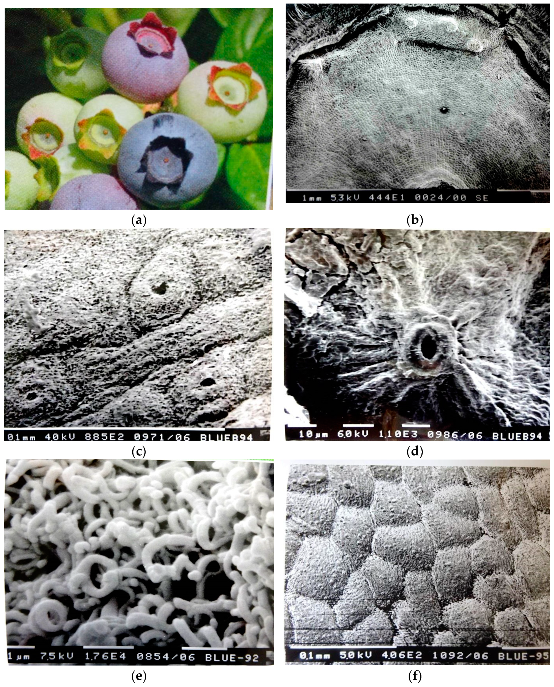 Horticulturae 10 00606 g001