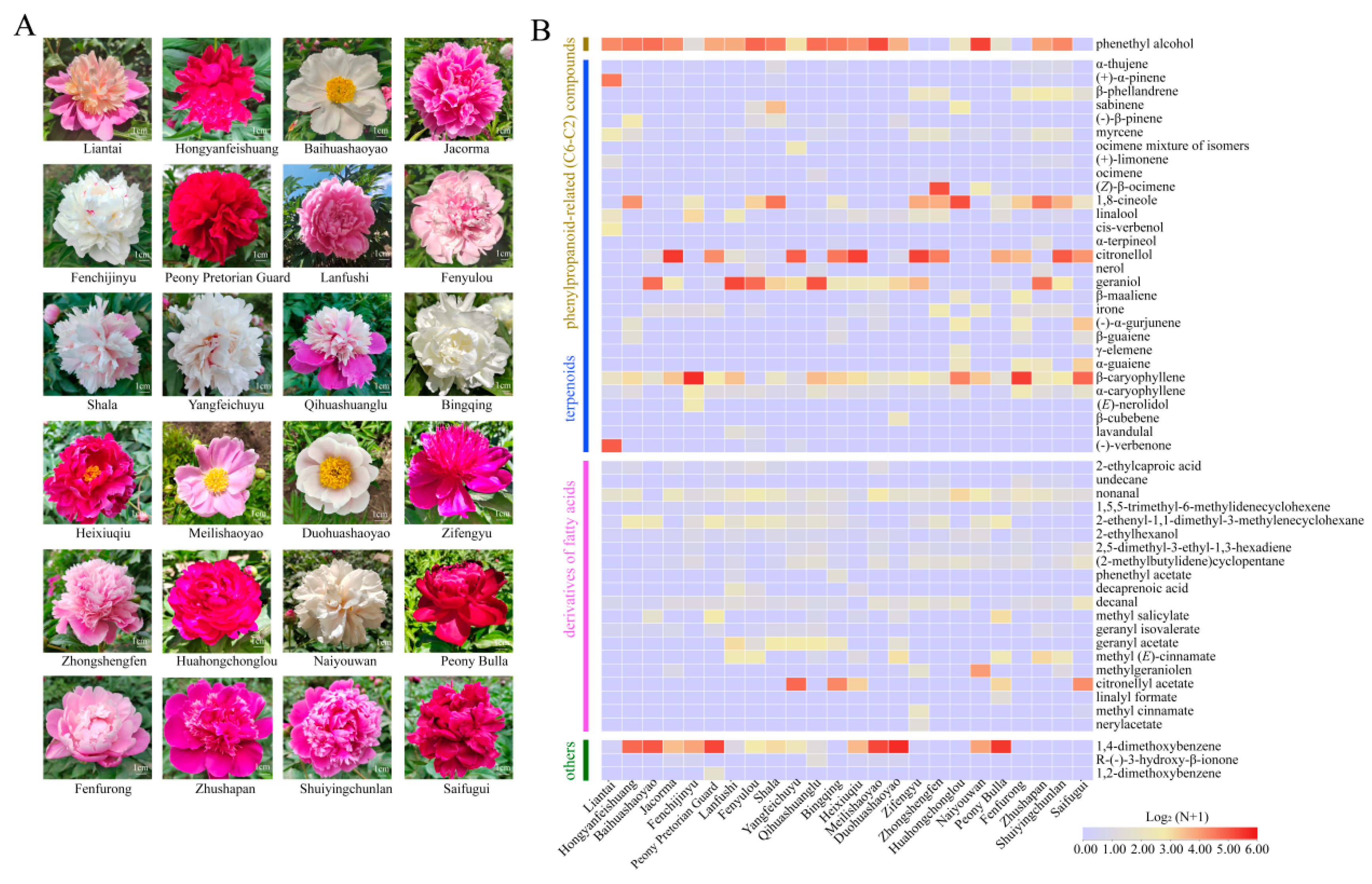 Horticulturae | Free Full-Text | Integration of RNA-Seq and Metabolite  Analysis Reveals the Key Floral Scent Biosynthetic Genes in Herbaceous Peony