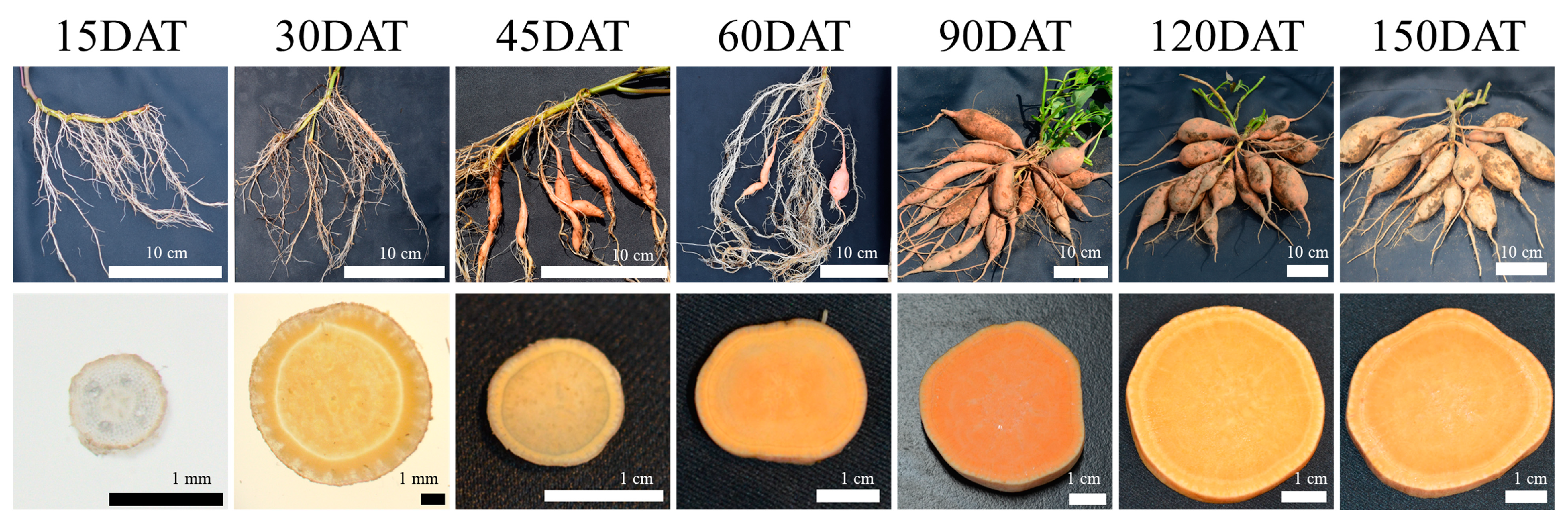 Horticulturae 10 00629 g001