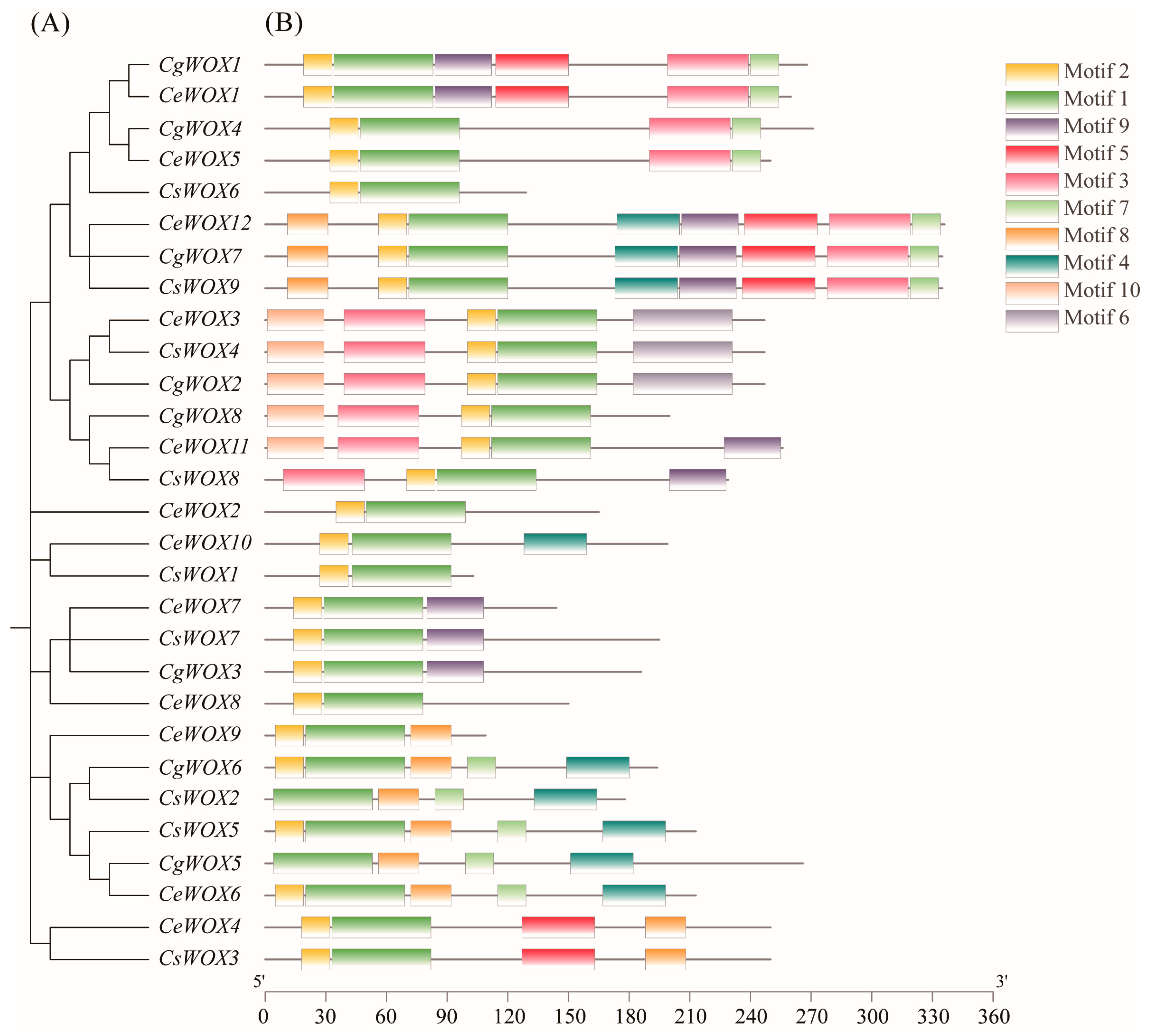 Horticulturae 10 00645 g003