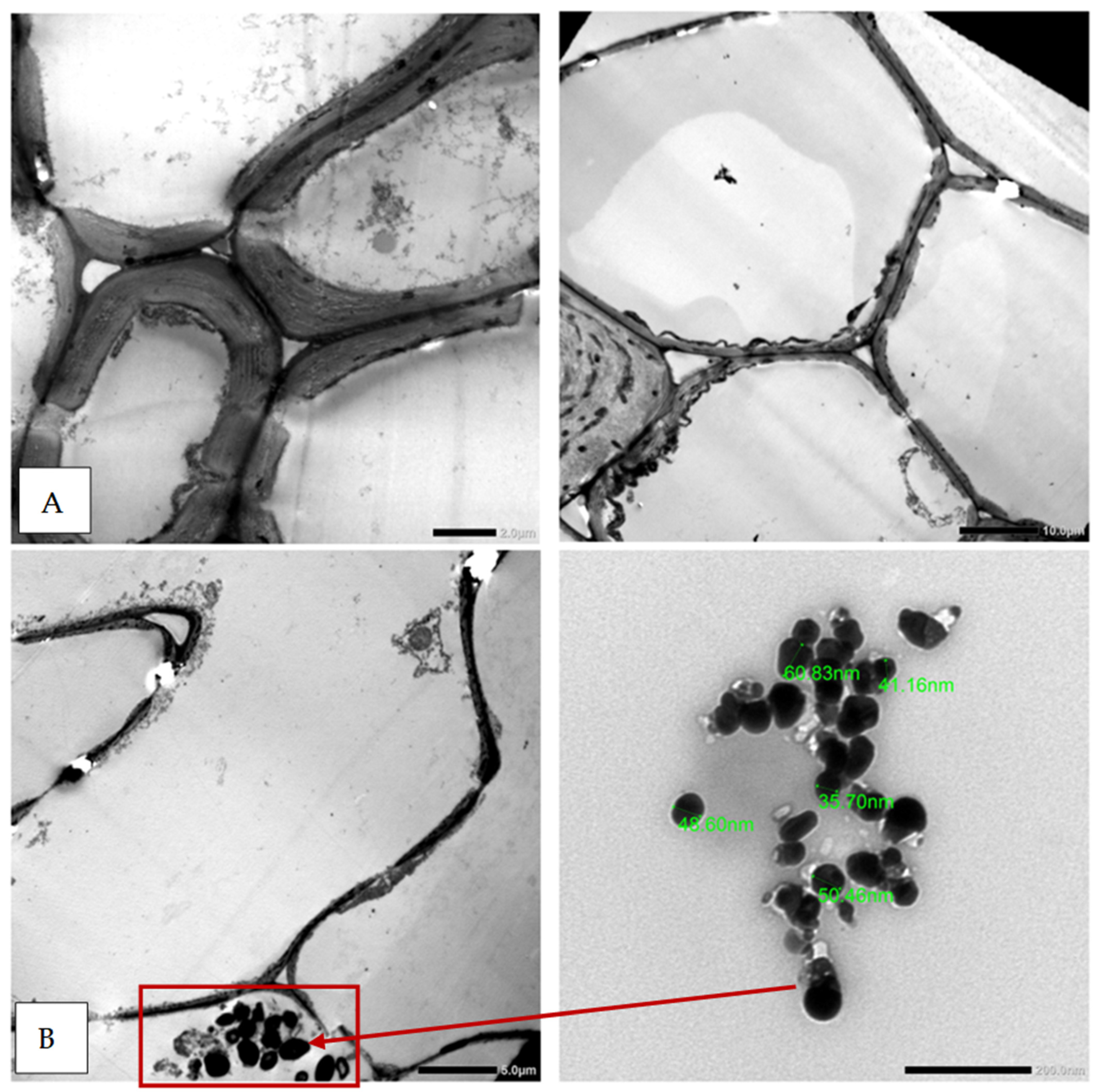 Horticulturae 10 00647 g006a